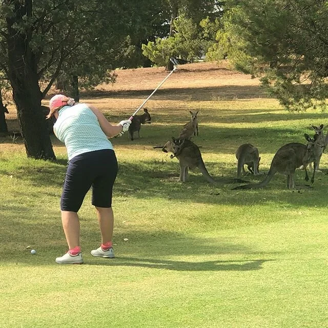 Playing to my gallery. Yes, my nine iron stuck to the green. Made par. The Roos has the right idea sticking to the shade. It was 42 degrees when we finished the round. #thethingswedoforlove
