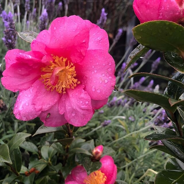 Raindrops on our camellias .. wet and wintry Saturday in #Adelaide- love it