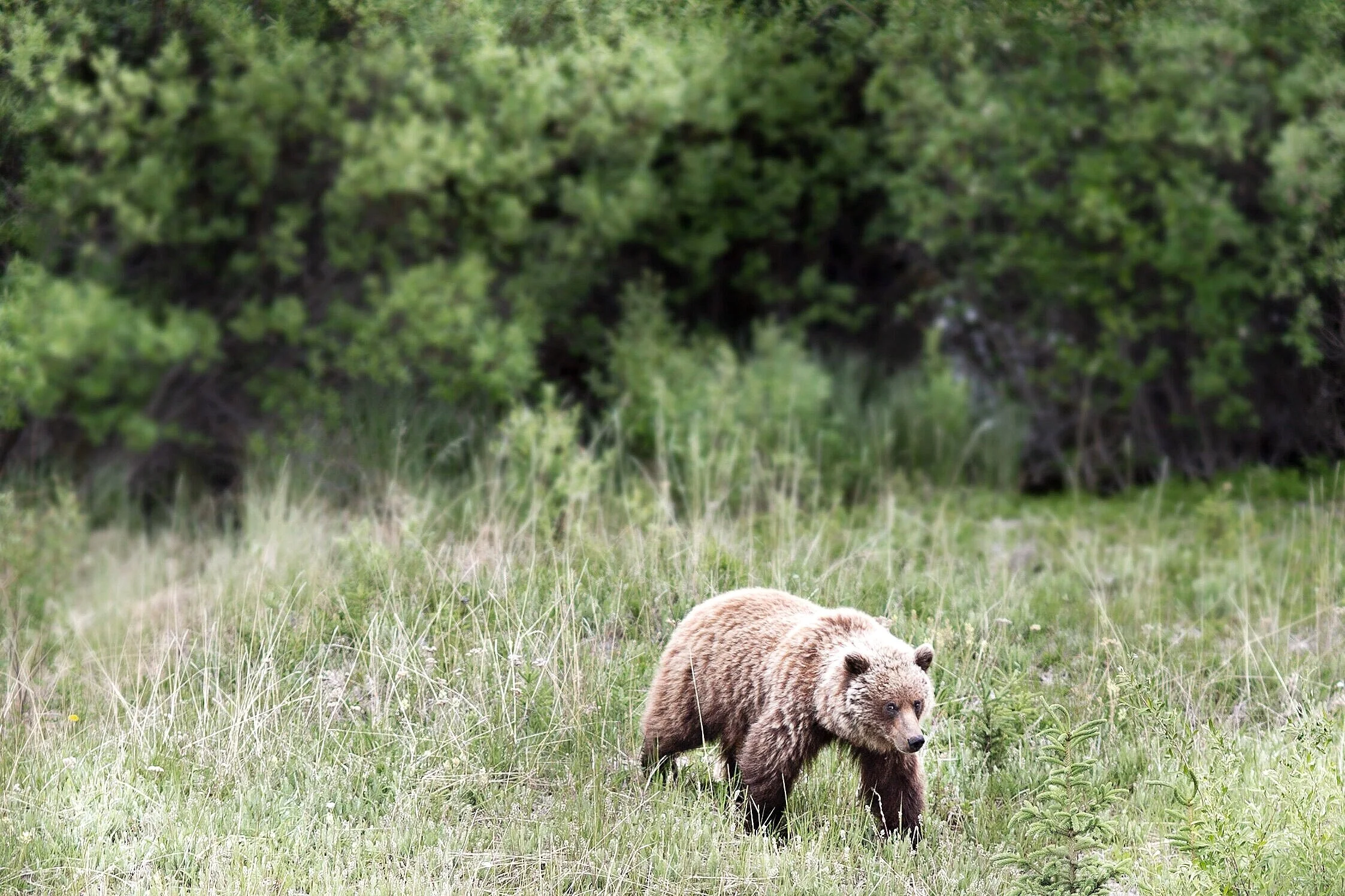 grizzly-baer-bear-canada-yucon.jpg