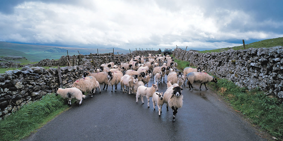 The Yorkshire Moors