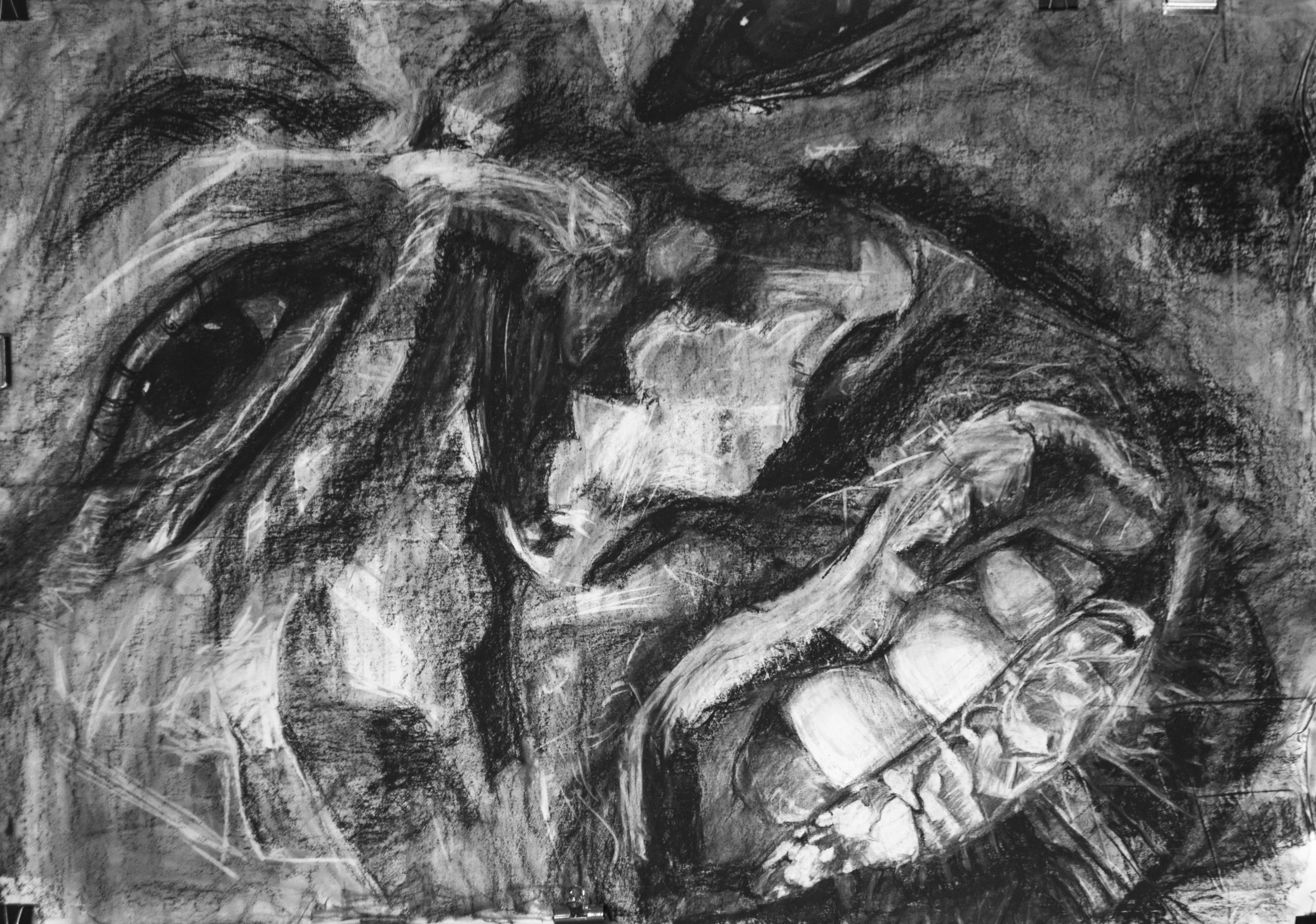 A portrait of Schizomaica 2