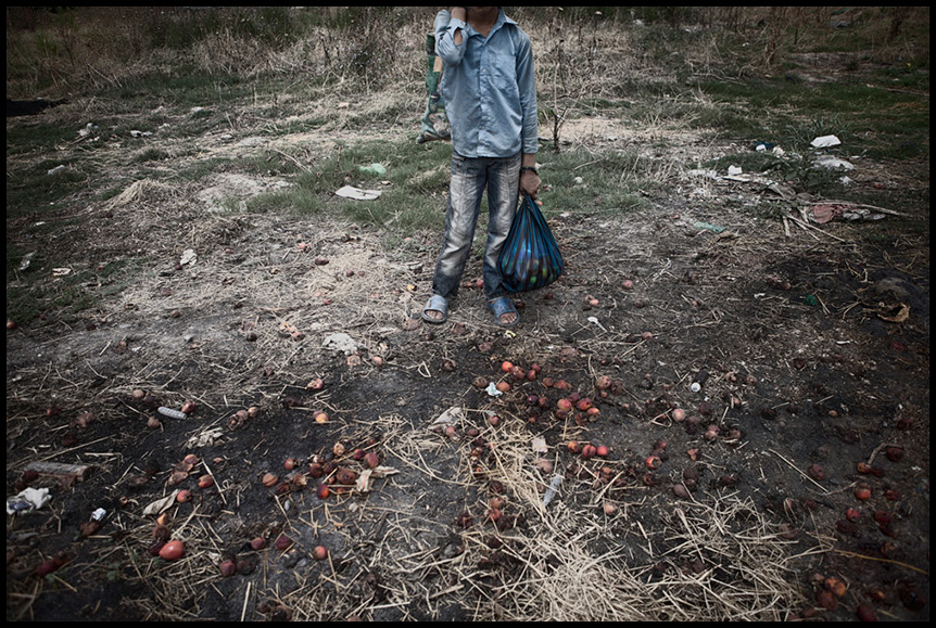  A Child gathering fallen fruits from the ground near the fruit market, in order to sell them outside the market to support himself. 