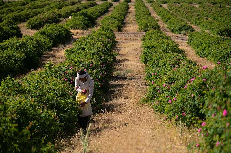 A worker hand picking roses in the 900 Jaribi land in Qamsar.