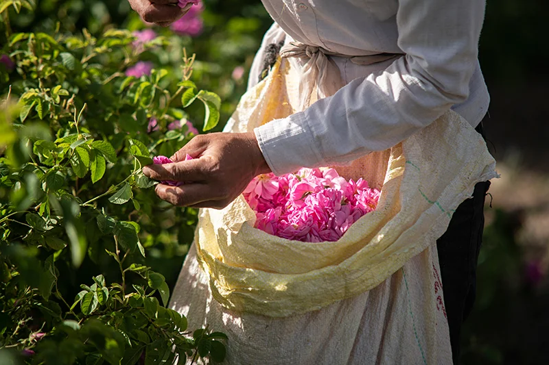 Rosewater_Ebrahim.Mirmalek_4.jpg