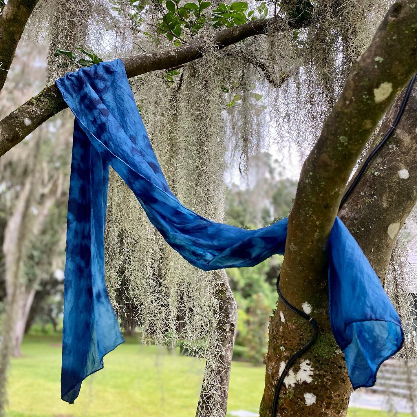 &ldquo;Blue swag in oak tree.
Like indigo in the land of free.&rdquo;&hellip; unknown
👉🏻 We have 3 more spots at this beautiful plantation, once Eliza Lucas Pinkney&rsquo;s son Charles&rsquo; plantation. Come join us and harvest some indigo, make a