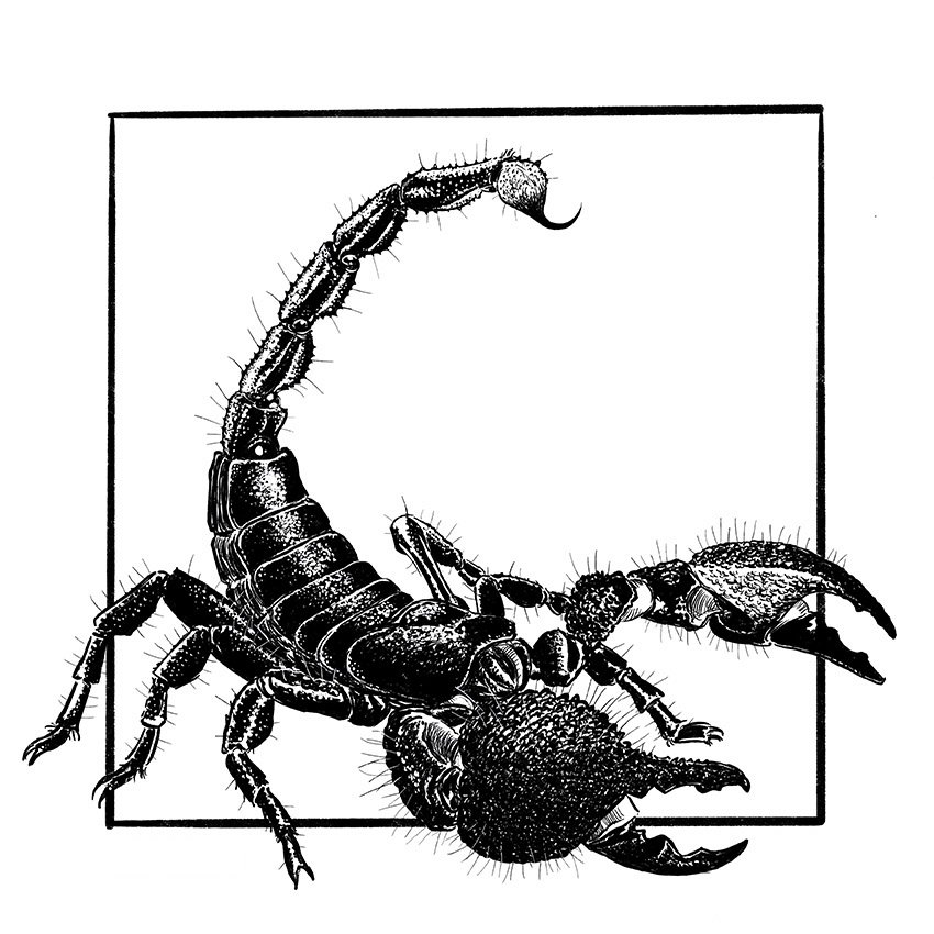 Scorpion2021-850.jpg