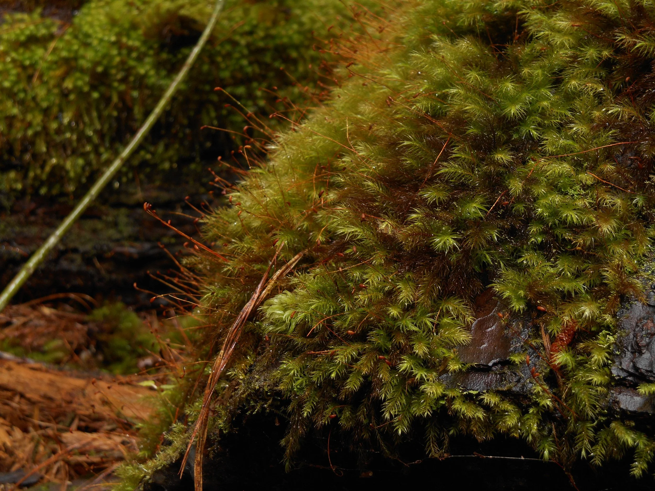 Earth Textures on Maui, 2025