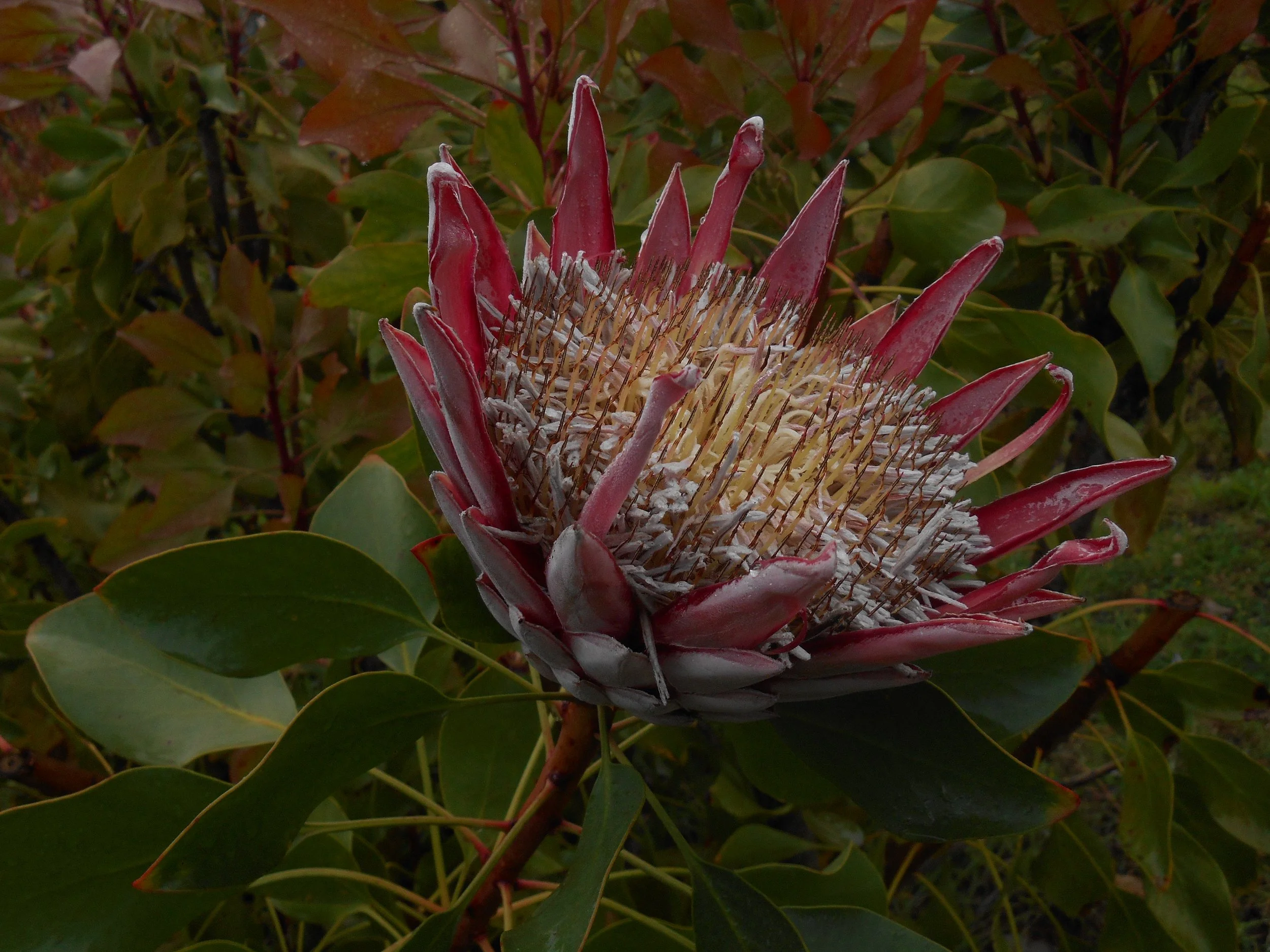 Earth Textures on Maui, 2025