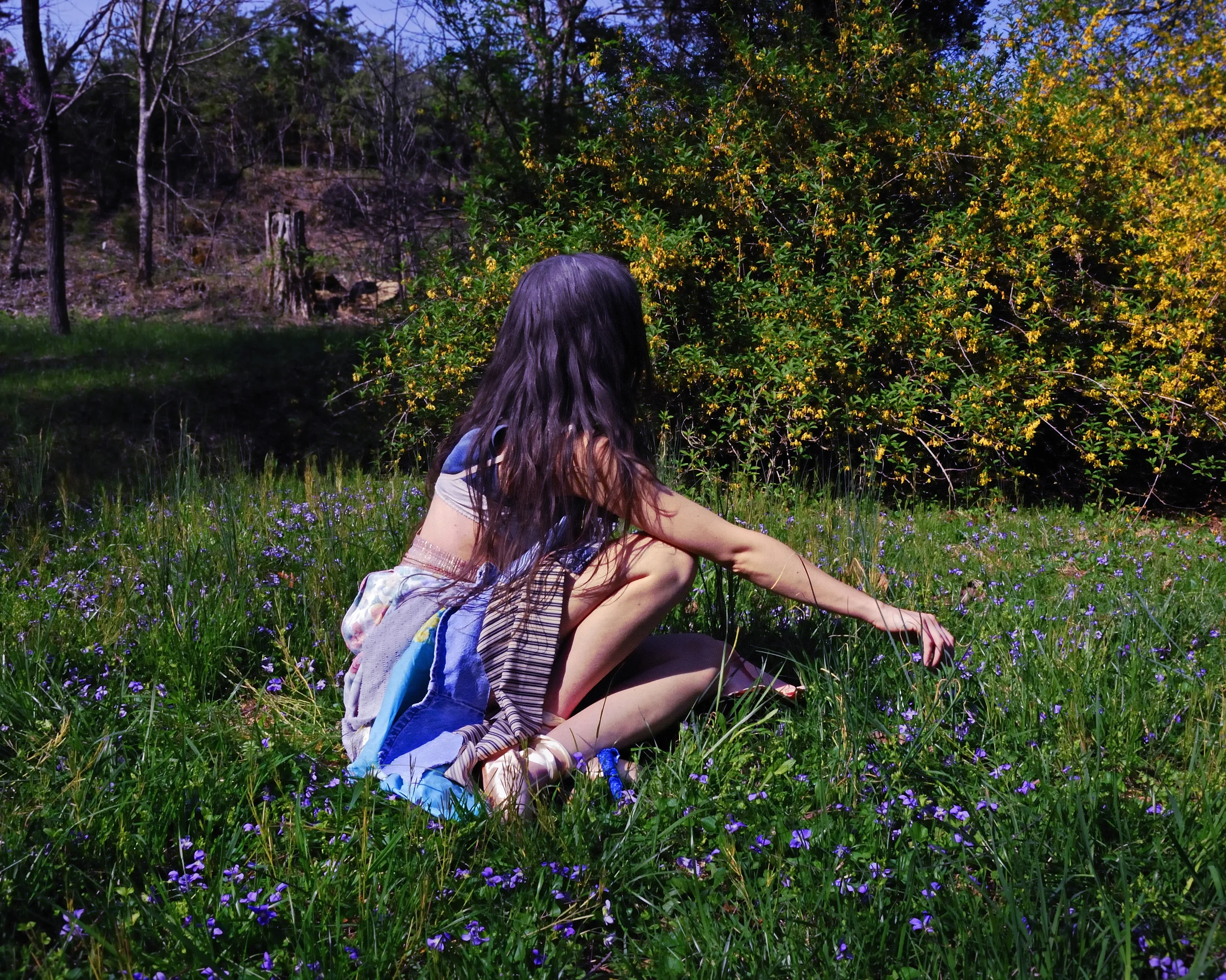 WhitneySWilliams_10_Forsythia Forsythia.jpg
