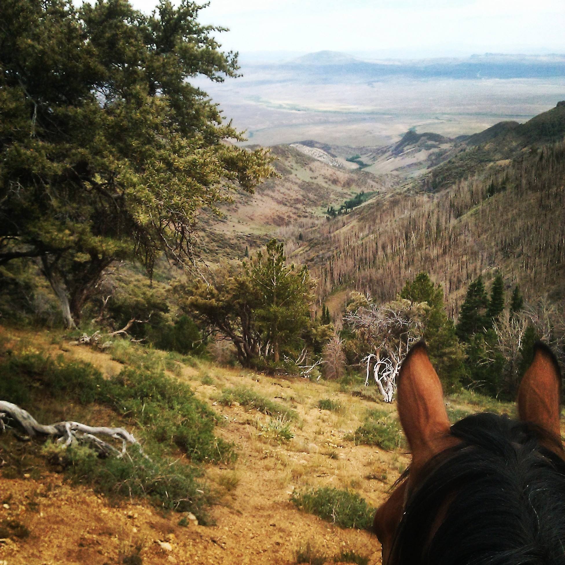 Cottonwood Ranch Mountain View