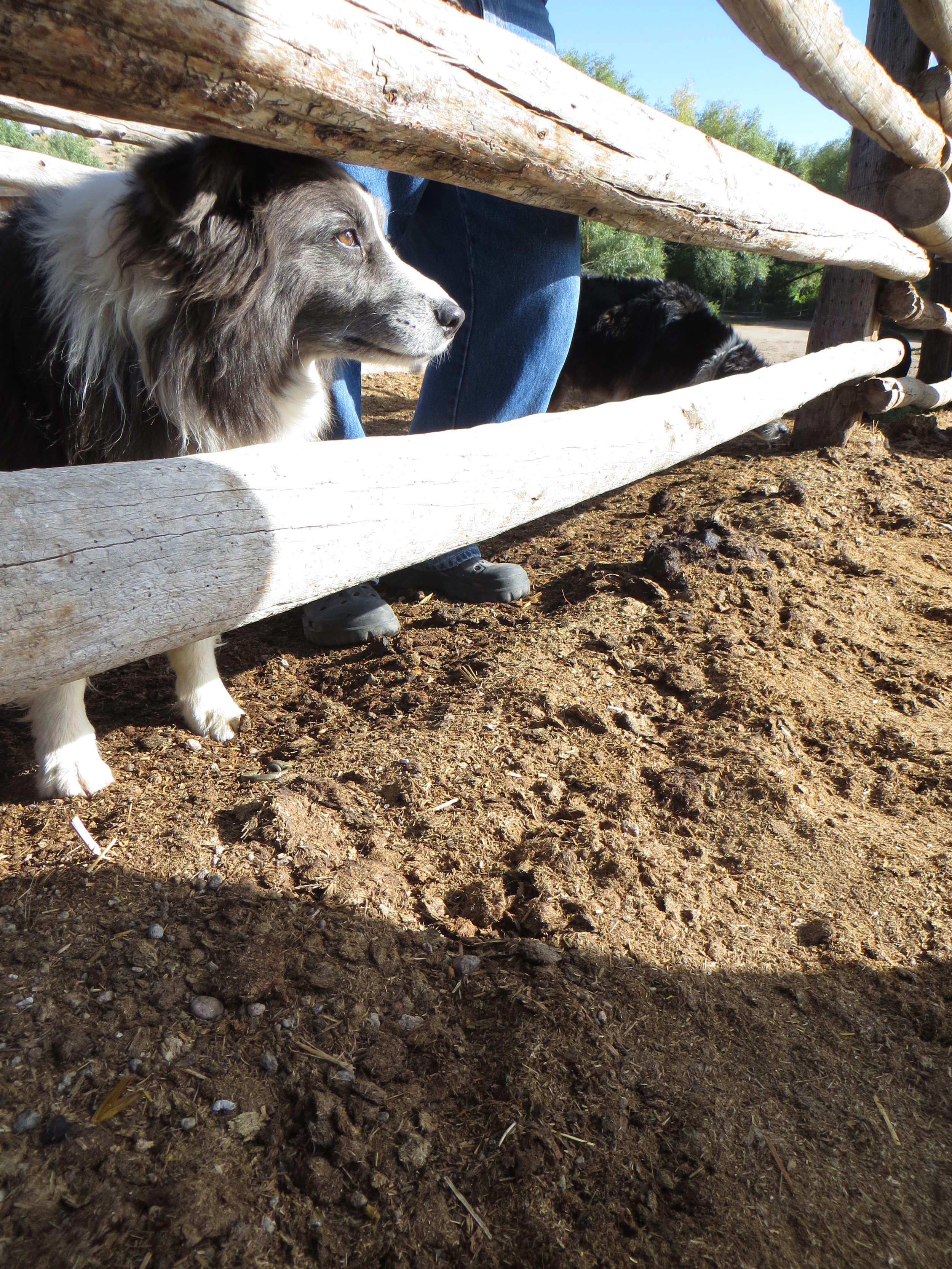 Cottonwood Cattle Herding Dog