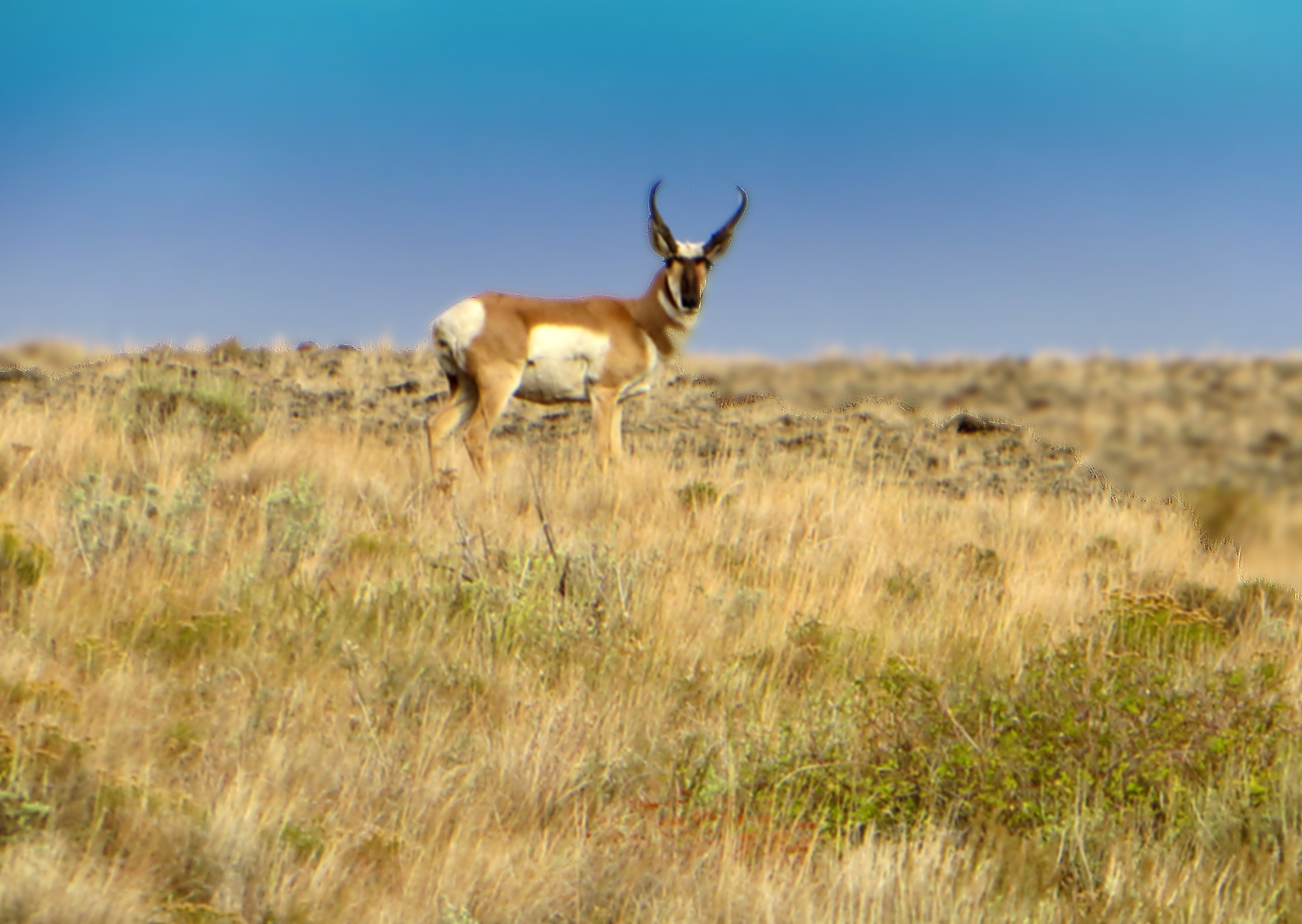 antelope.jpg