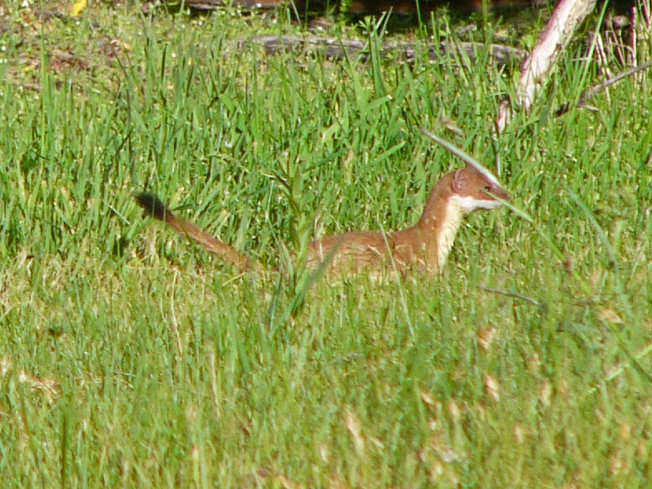 a P1010194 Long-tailed Weasel.jpg