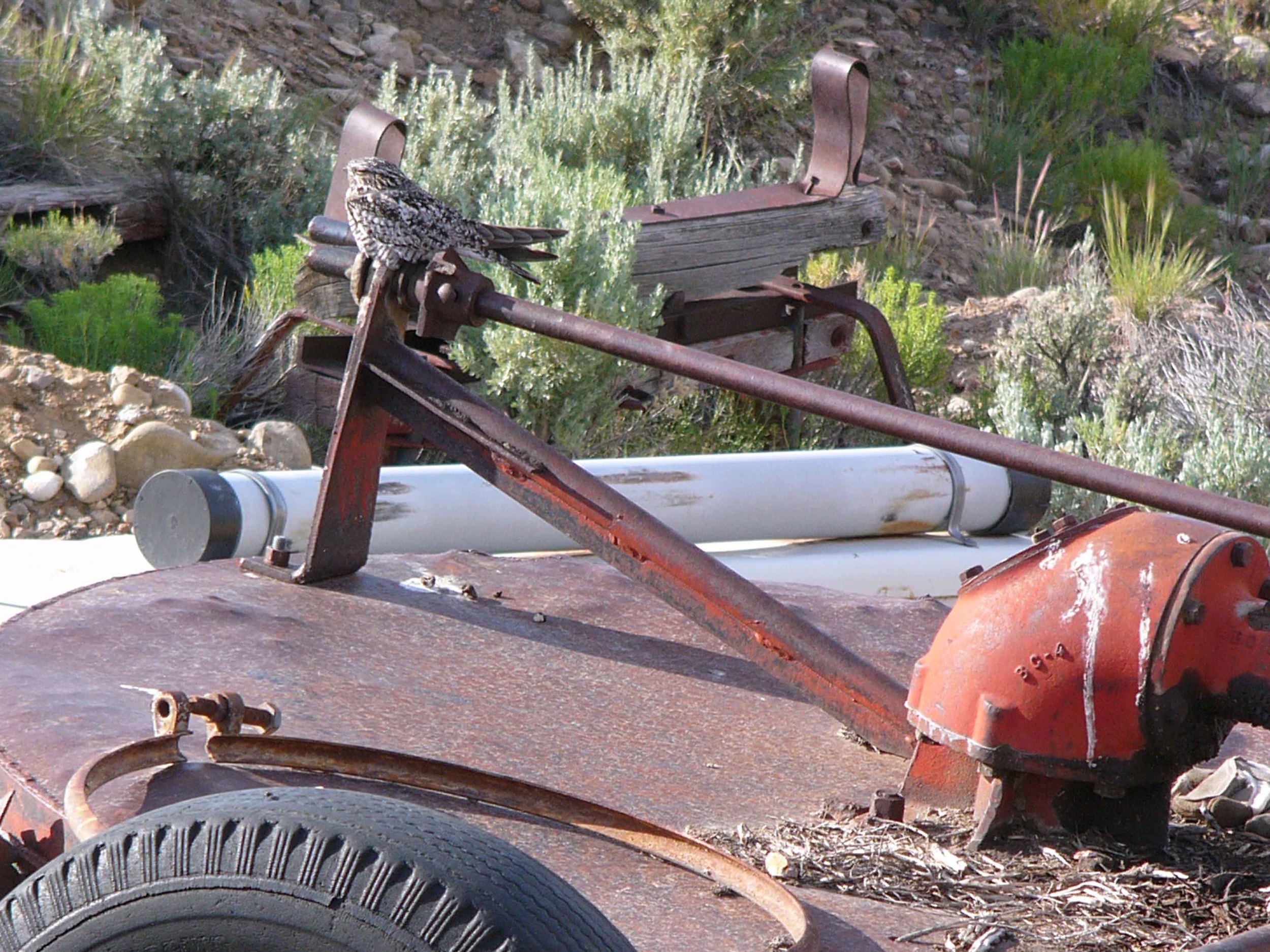 bcn P1010270 Common Nighthawk on tractor.jpg