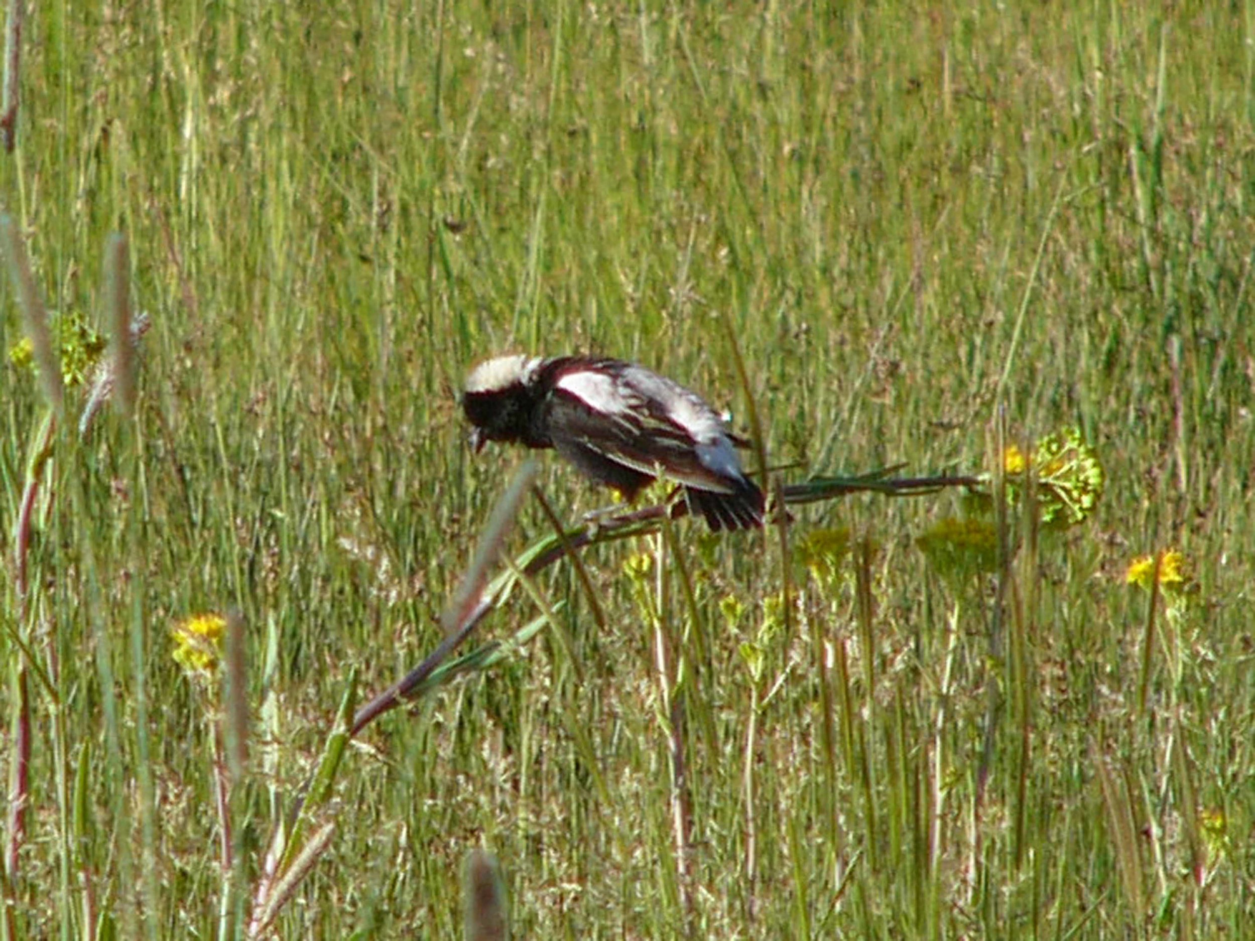 bm P1010376 Bobolink.jpg