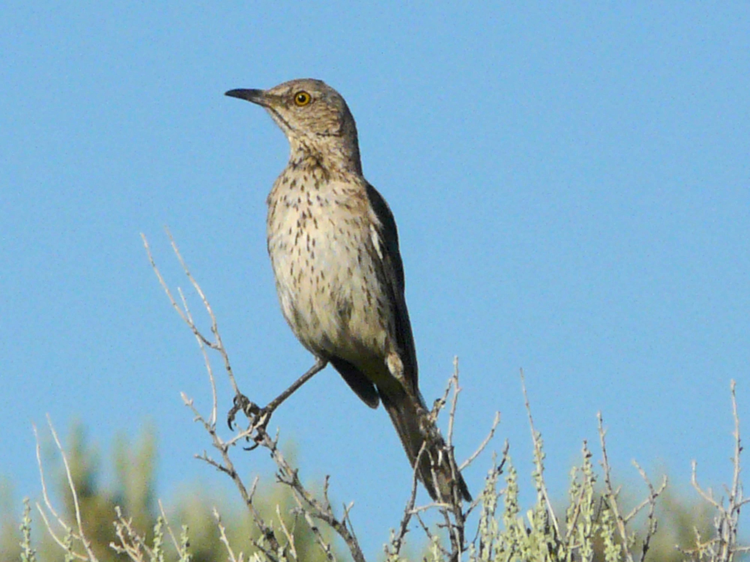 bs P1110519 Sage Thrasher.jpg