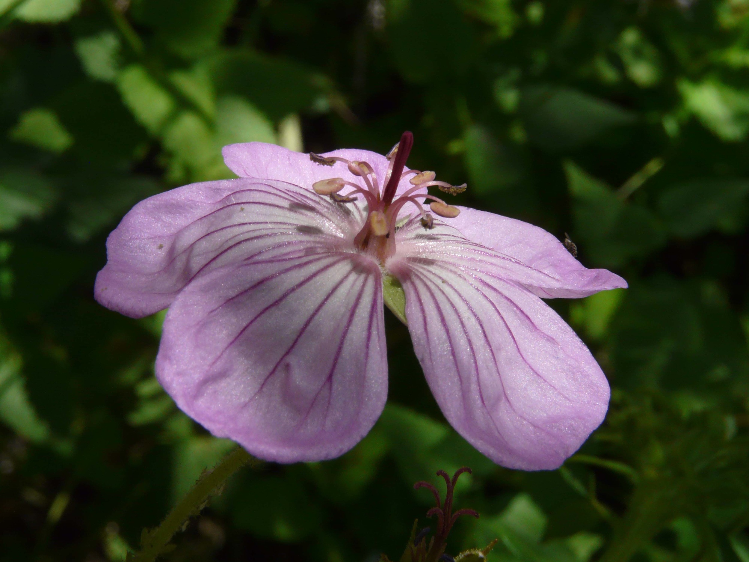 1csf P1110636 purple flower.jpg