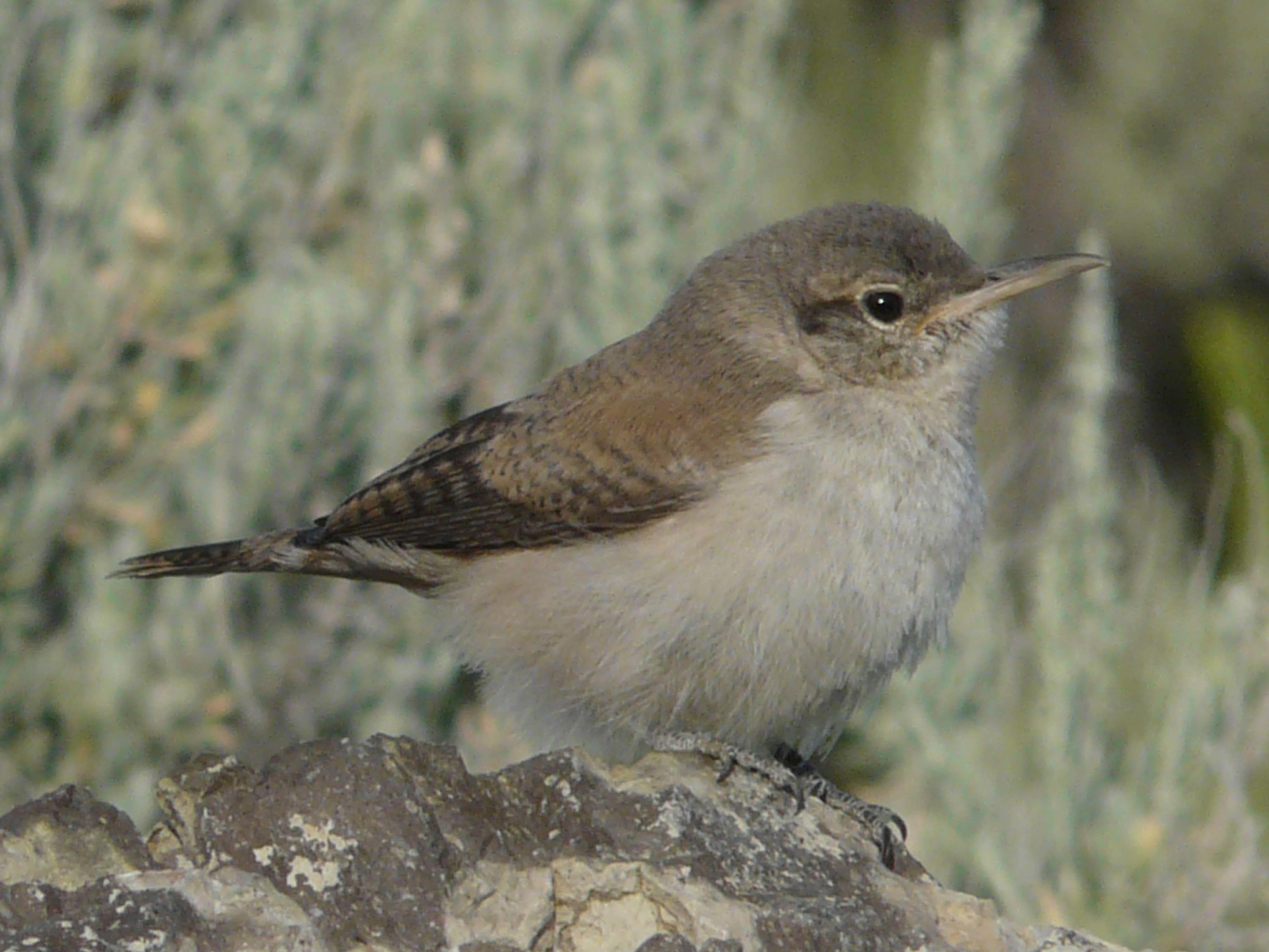 bhm P1110752 Rock Wren baby.jpg