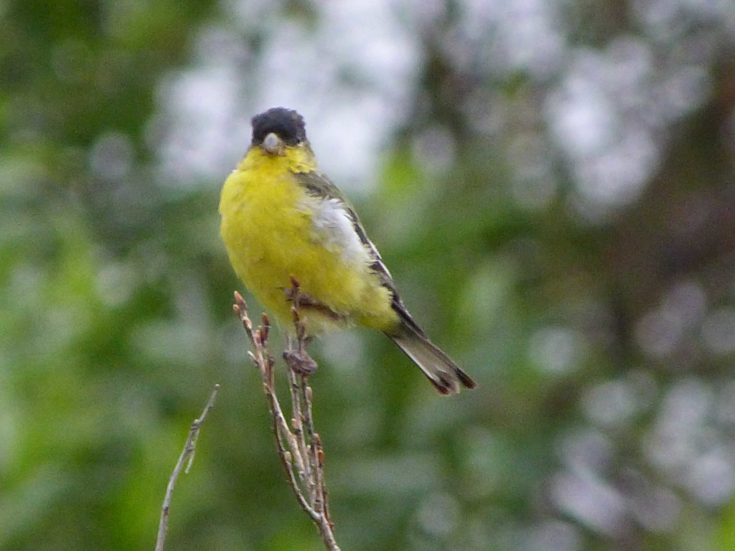 bhm P1060524 Lesser Goldfinch.jpg