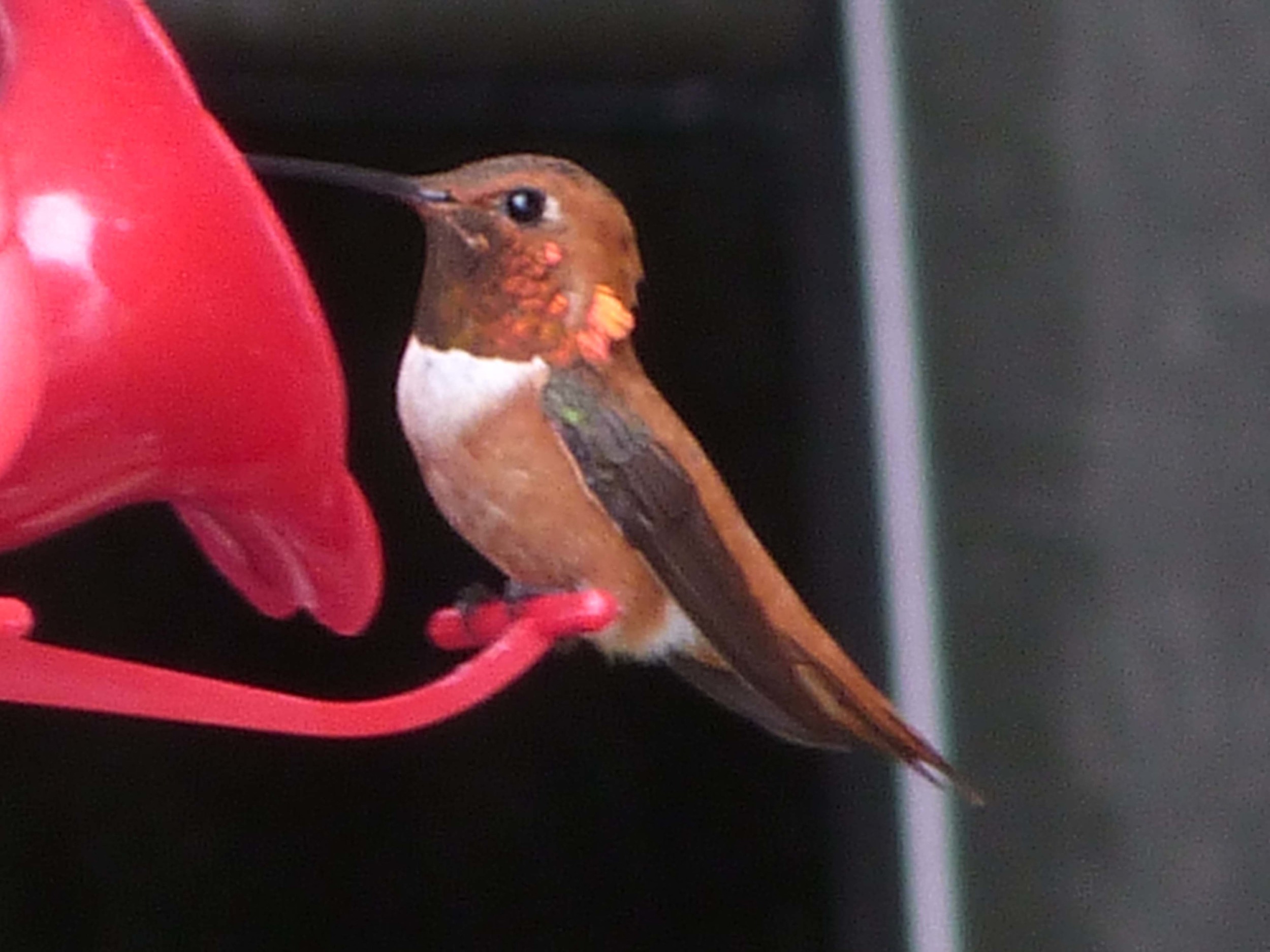 bchr P1060543 Rufous Hummer.jpg