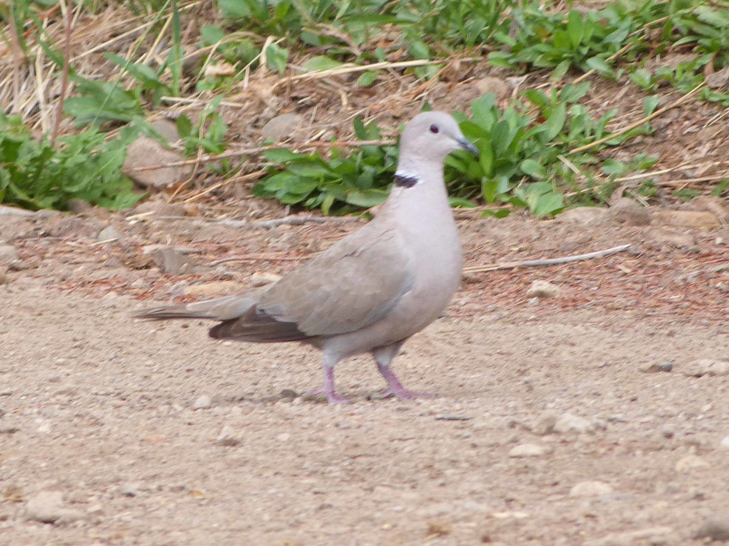 bc P1060590 Euras collared dove.jpg