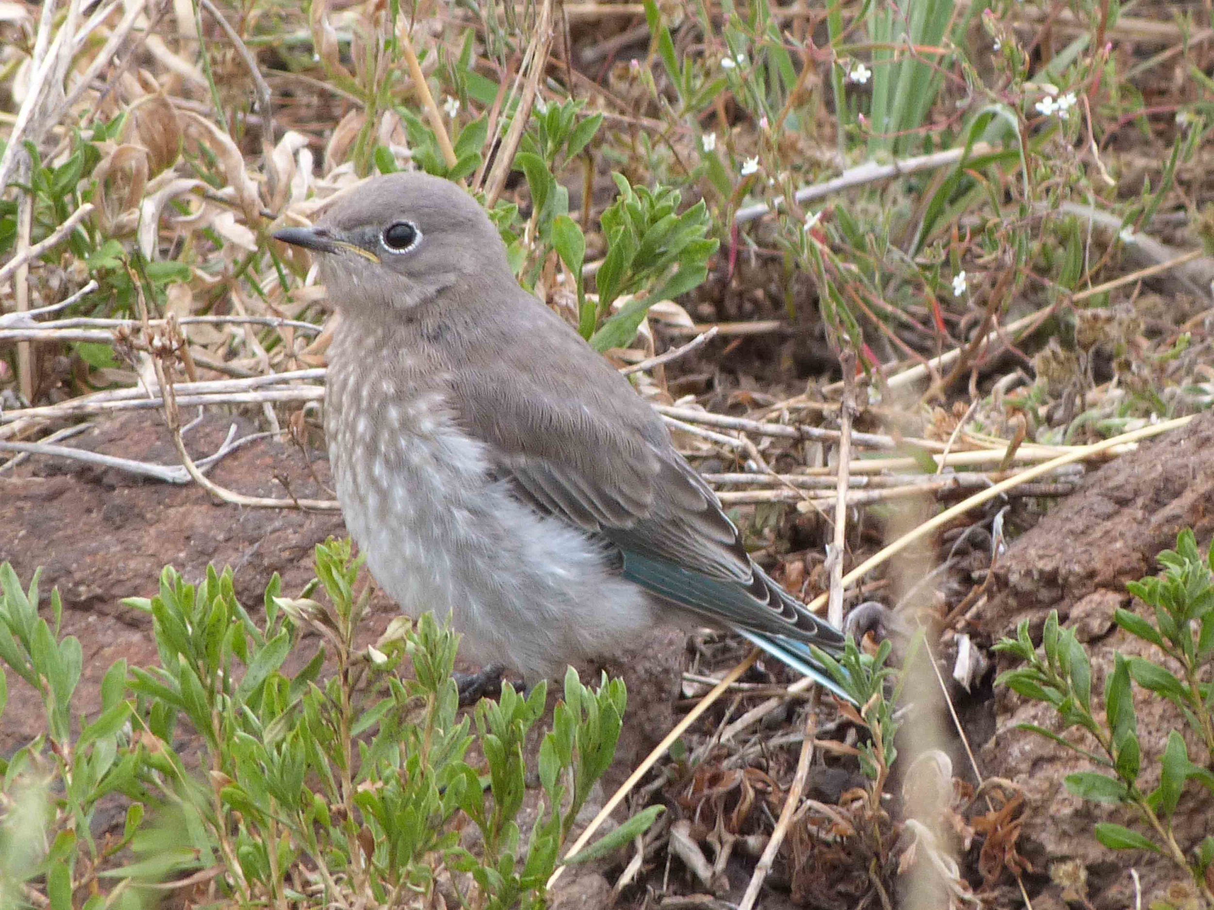 bhb P1060635 Mt Bluebird baby.jpg