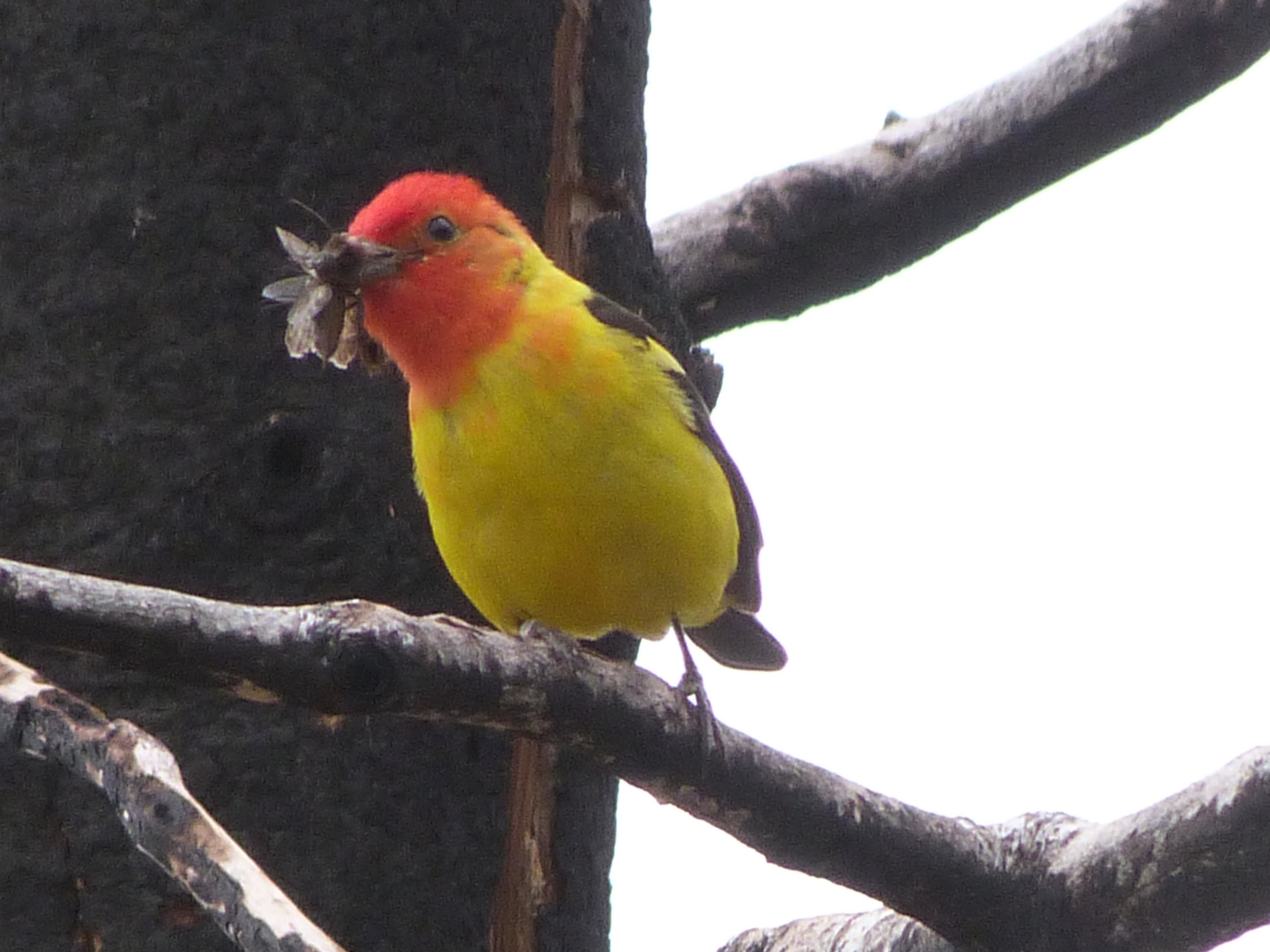 bh t P1060666 Western Tanager.jpg