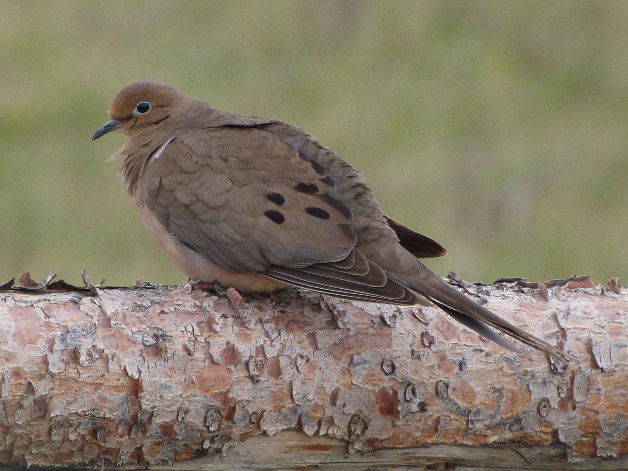 bc P1060687 mourning dove.jpg