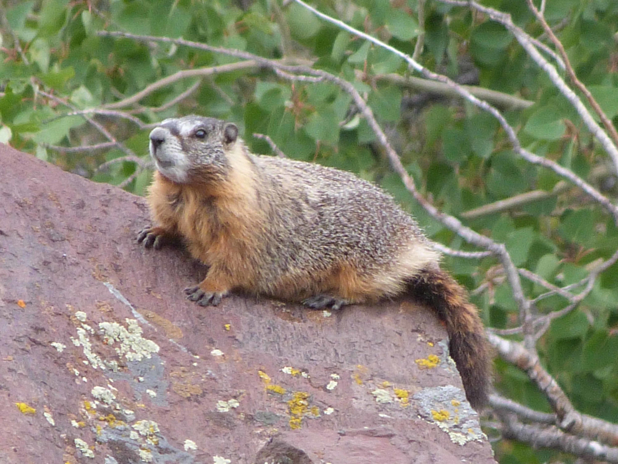 a P1060759 Yellow-bellied Marmot.jpg