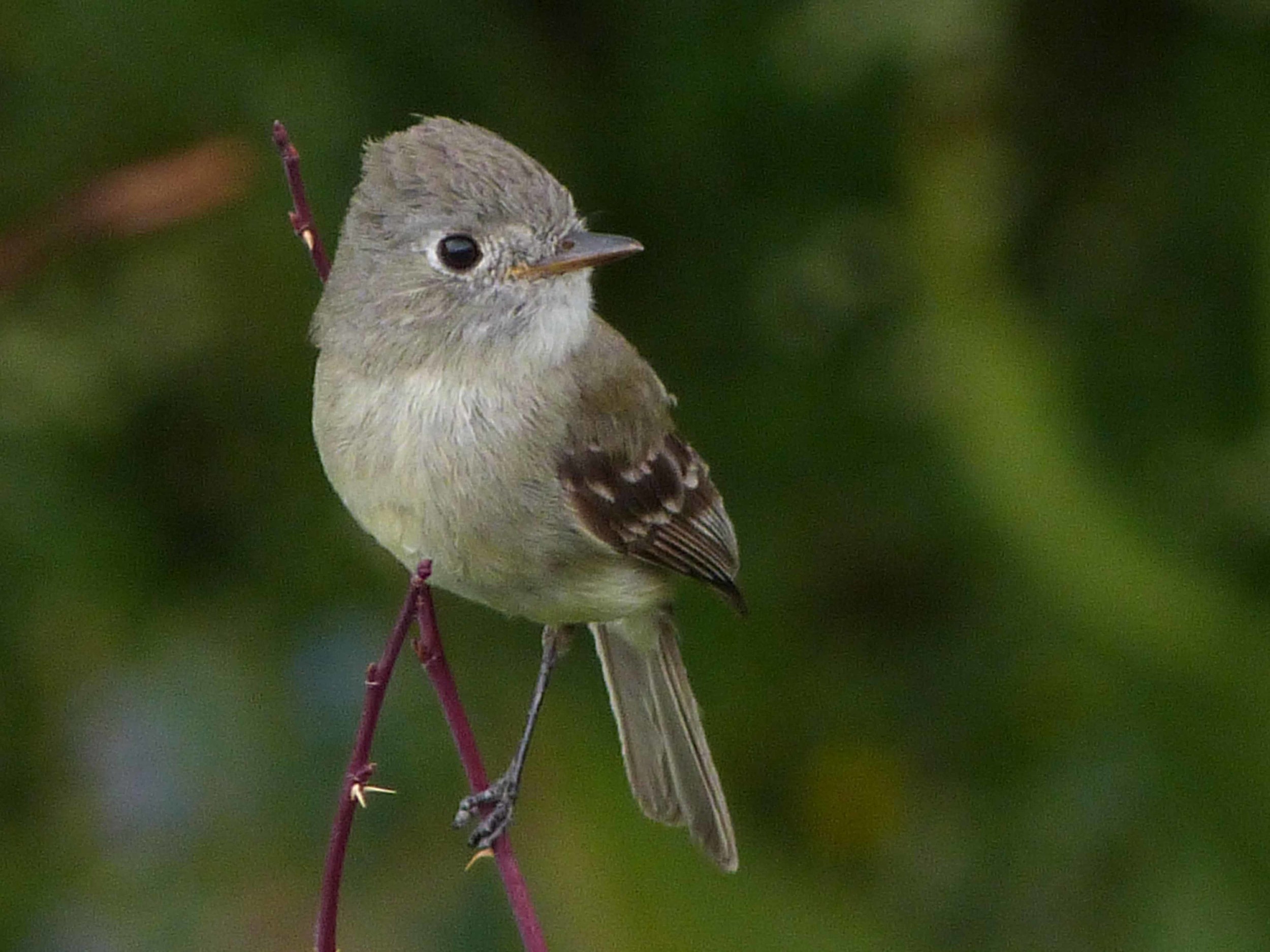 be P1060801 Dusky Flycatcher.jpg