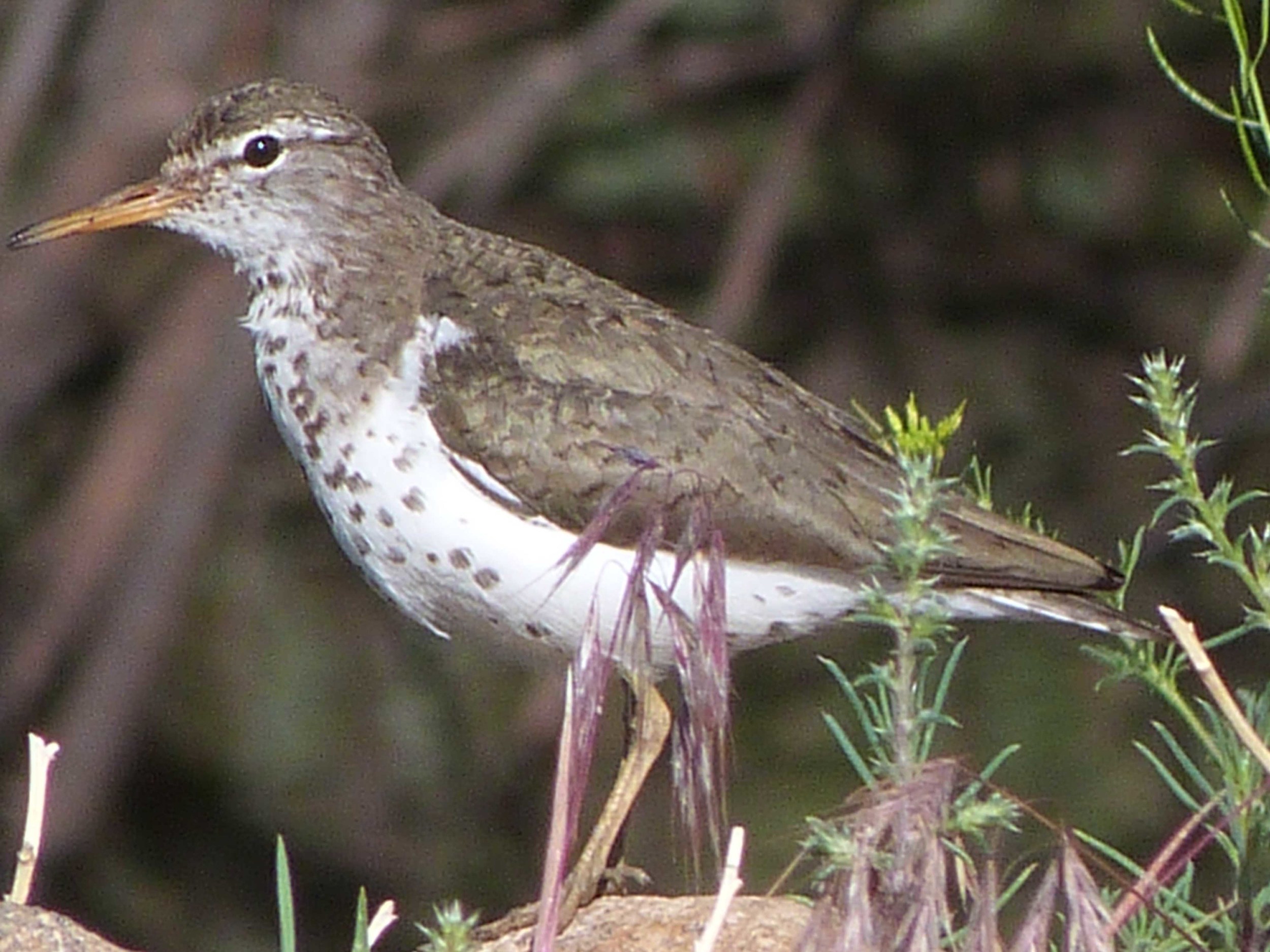 bm P1060918 Spotted Sandpiper.jpg