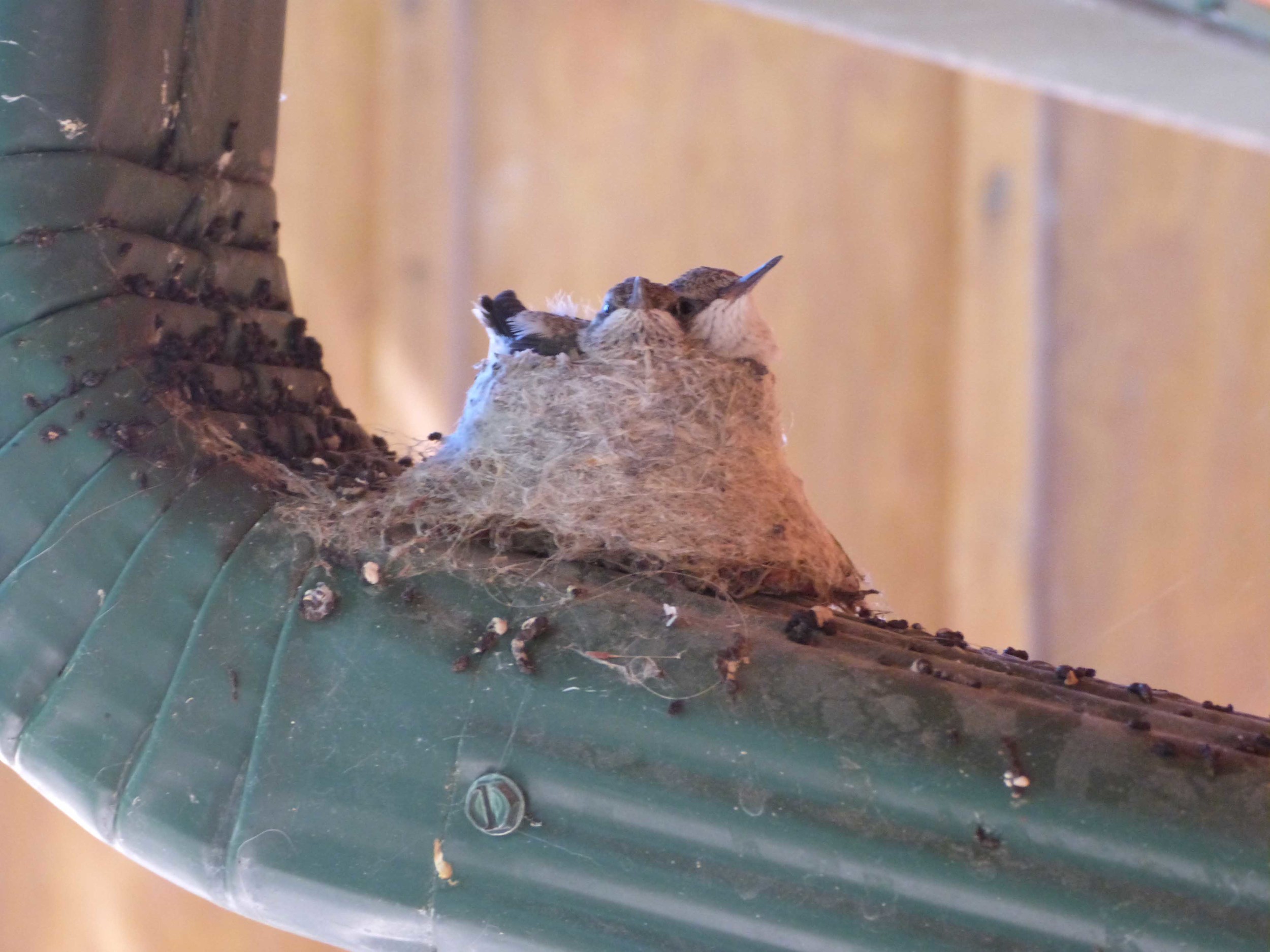 bchbc P1060978 BC Hummer nest.jpg