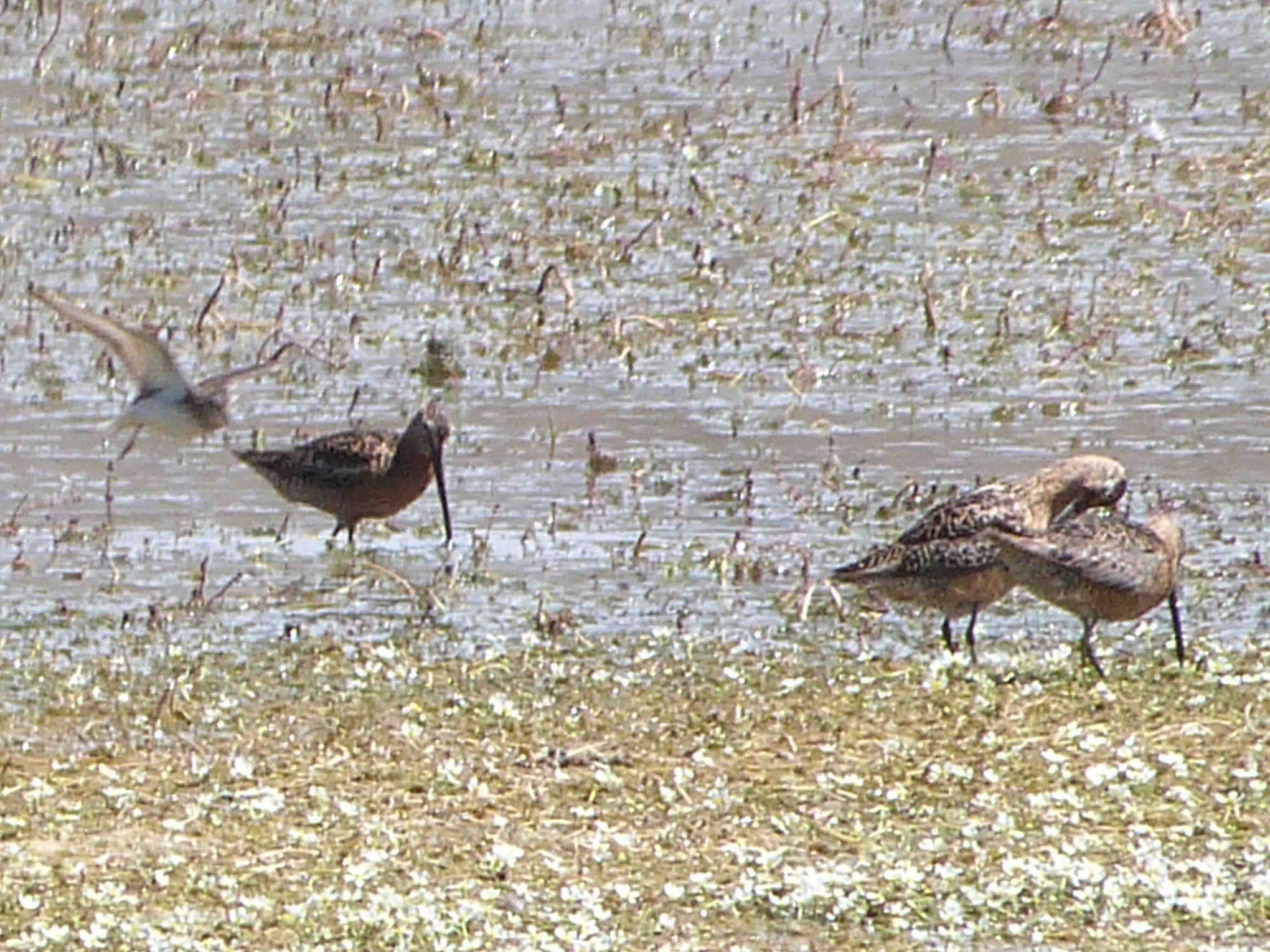 br P1070107 Dowitchers.jpg