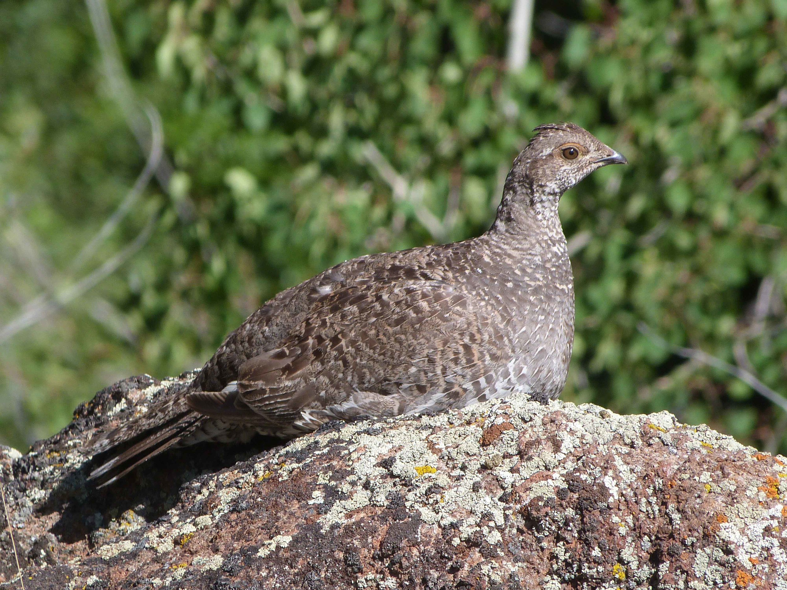 bhm P1070058 Dusky Grouse fem.jpg