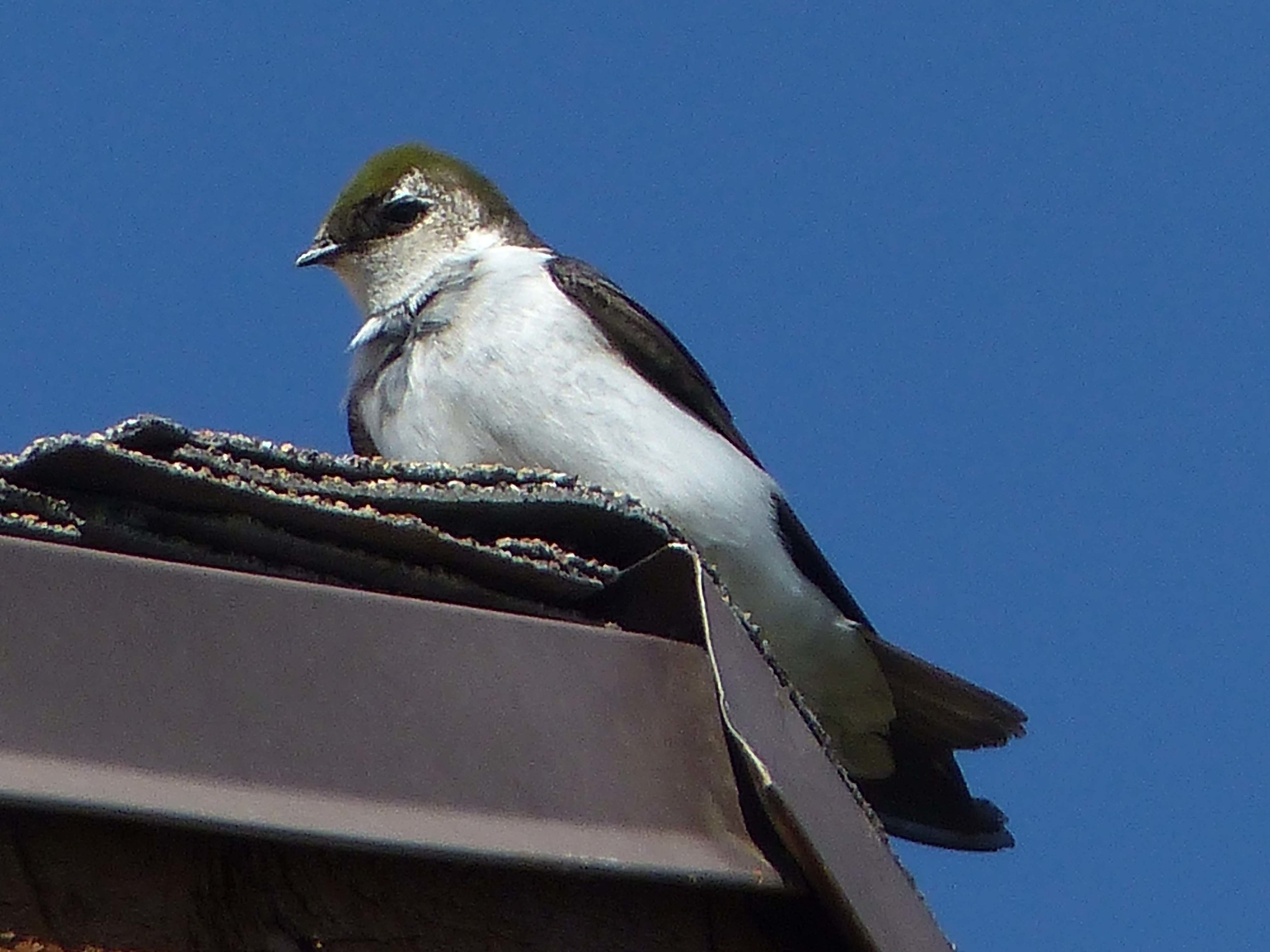 bcs P1150597 Violet-green Swallow.jpg