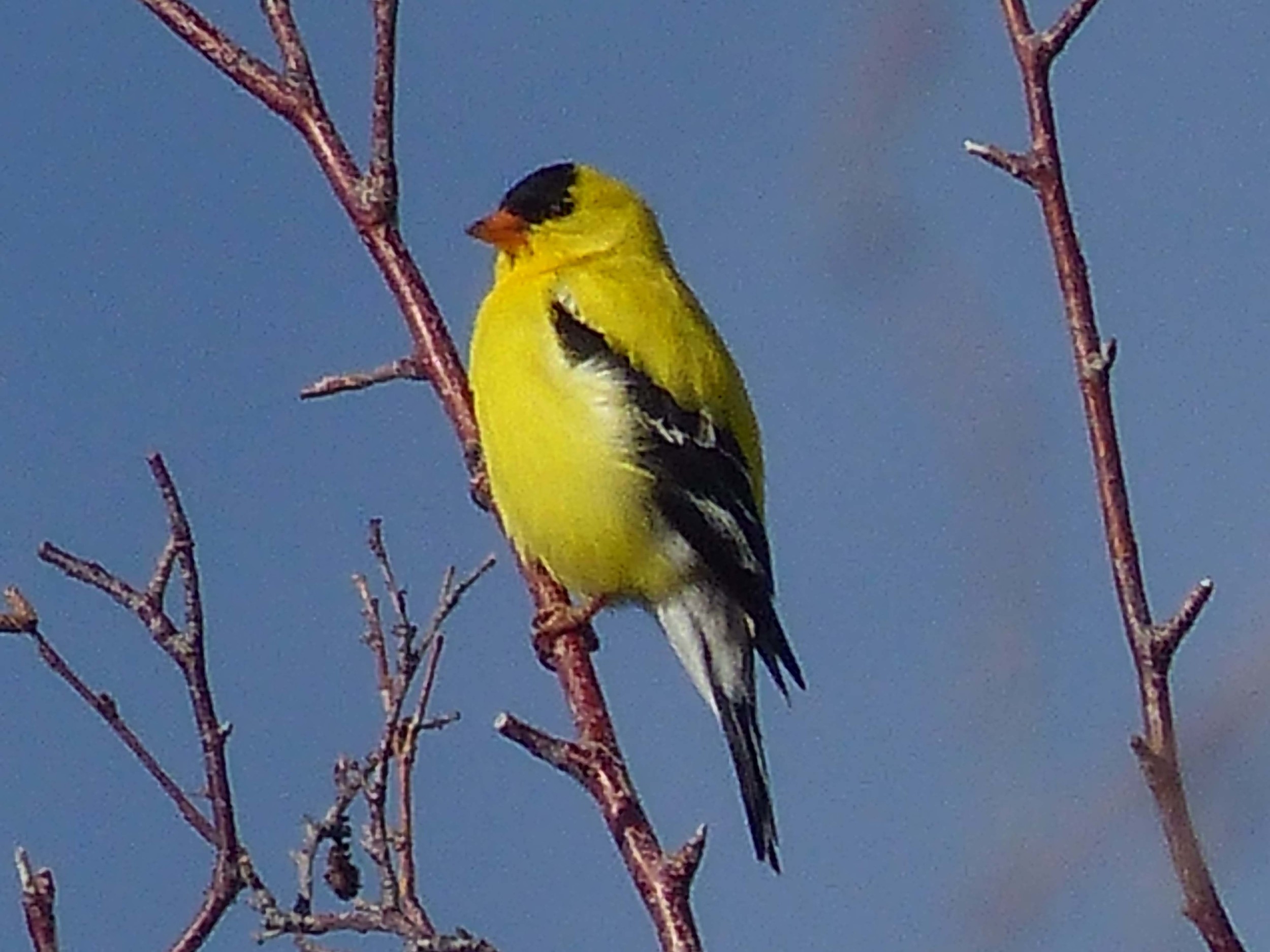 bc P1150641 Am Goldfinch.jpg