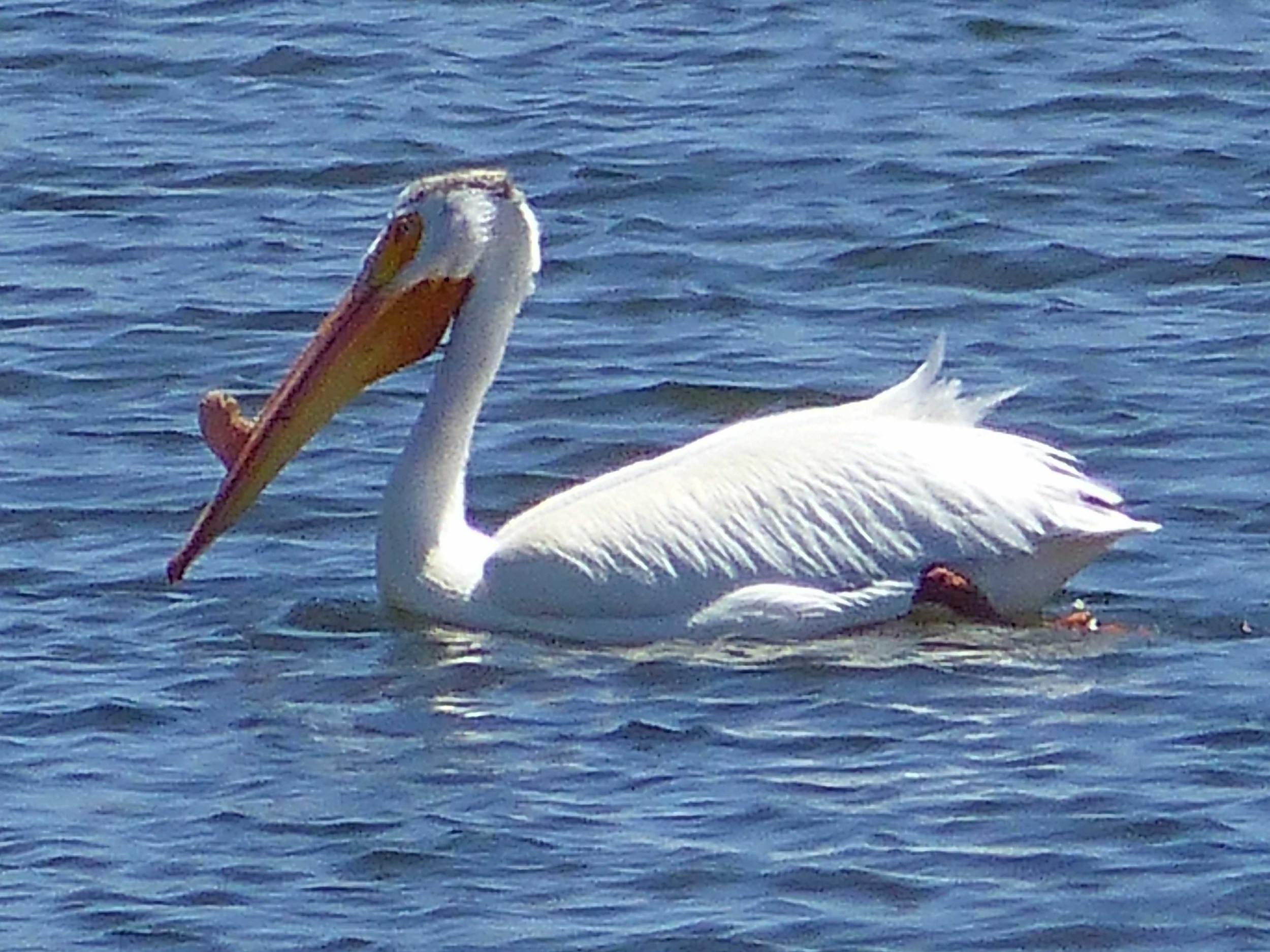 br P1150751 White pelican.jpg