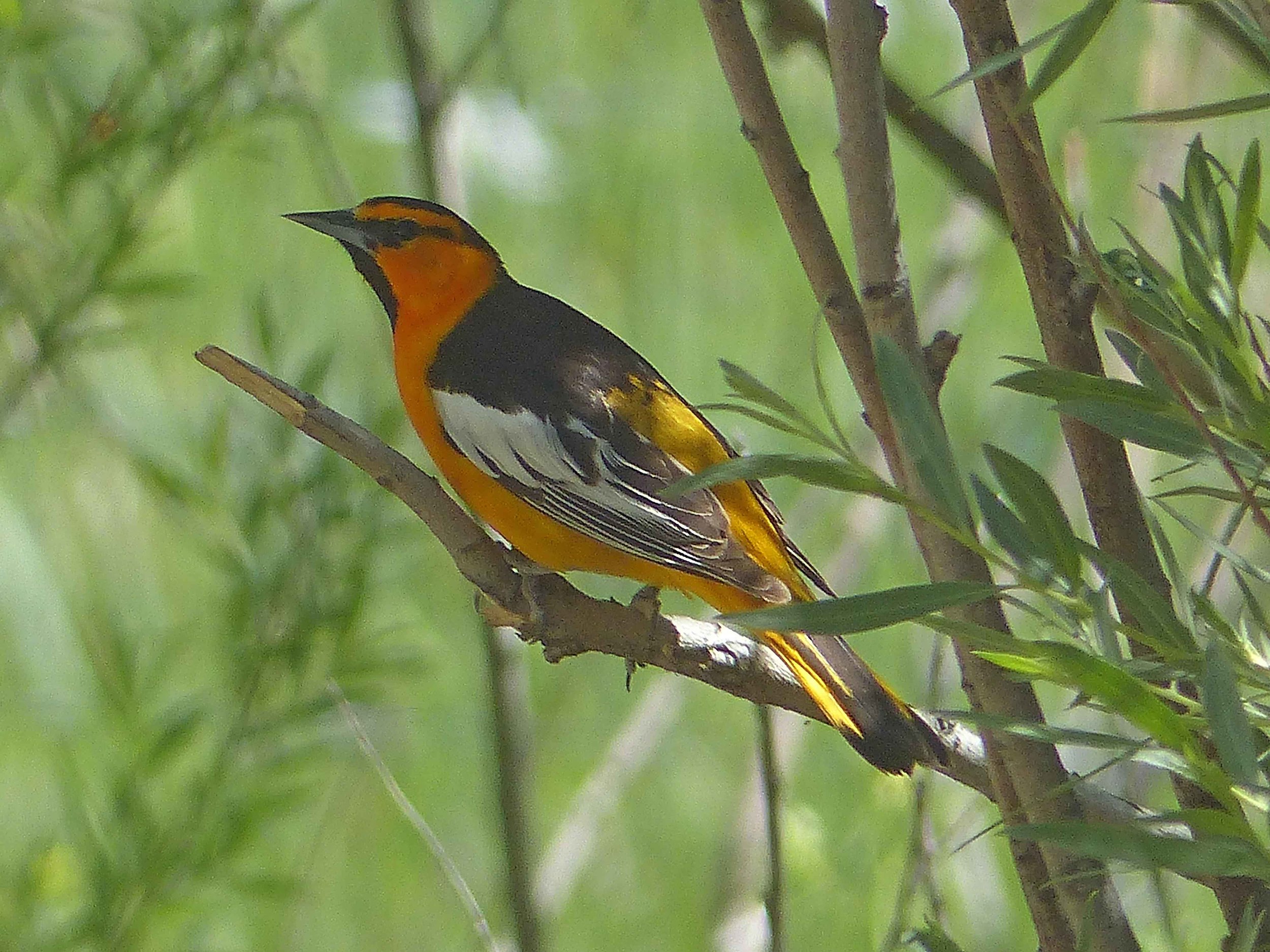 bc P1150756 Bullocks Oriole.jpg