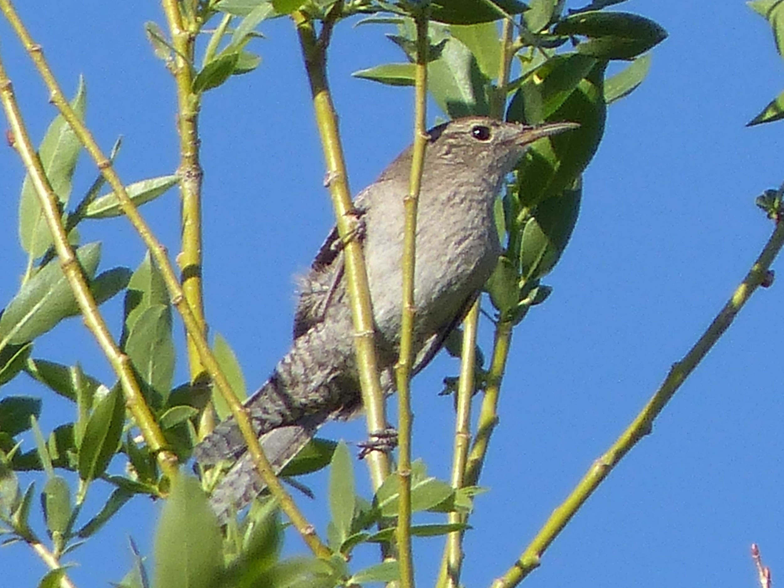 bc P1150767 House Wren.jpg