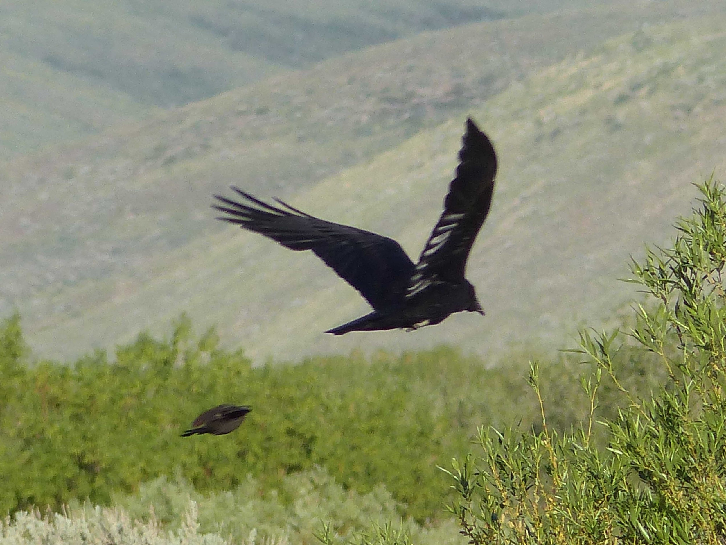 bcc P1150792 Raven chased by Brewers.jpg