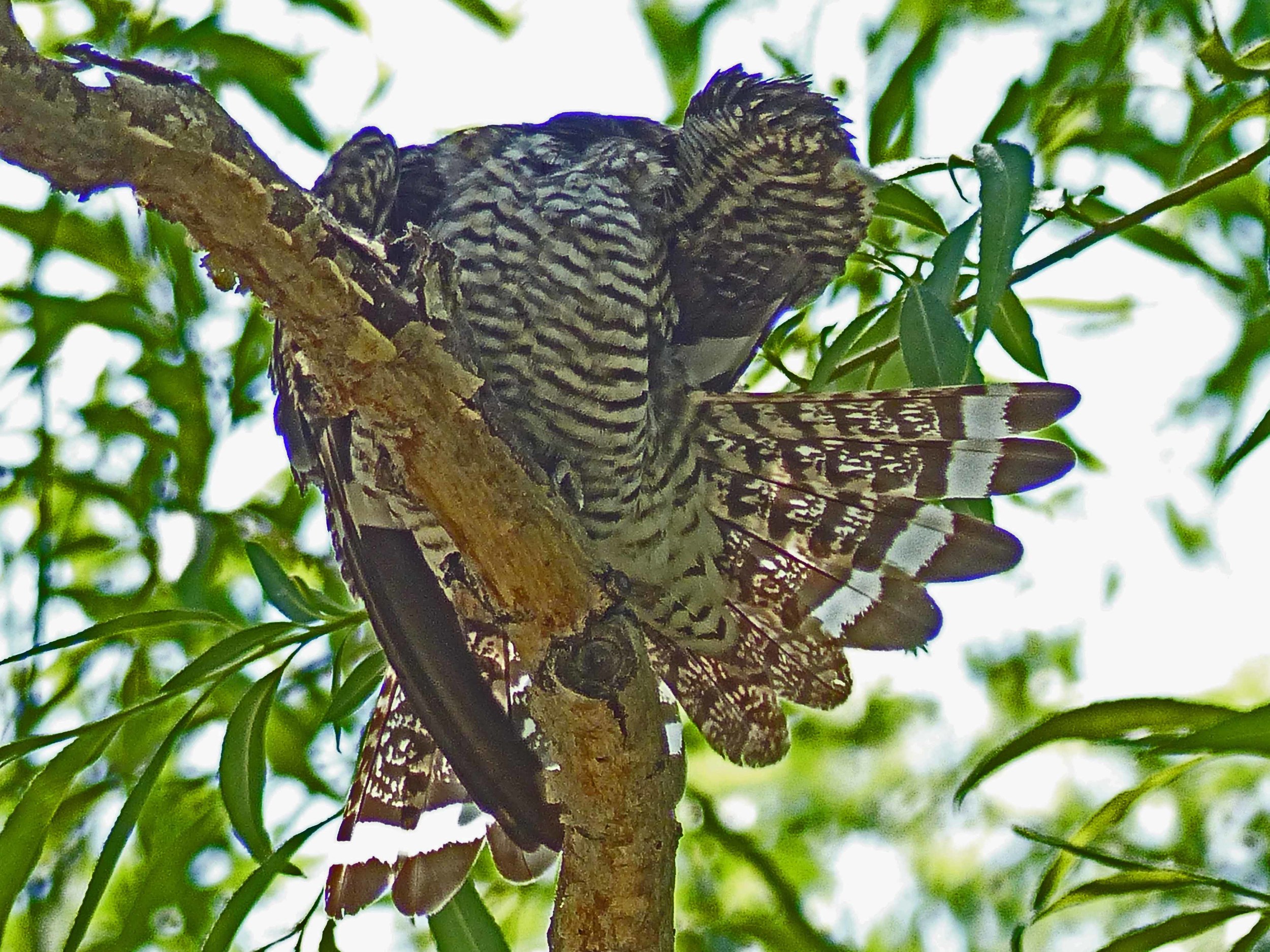 bcn P1150918 Common Nighthawk preening.jpg