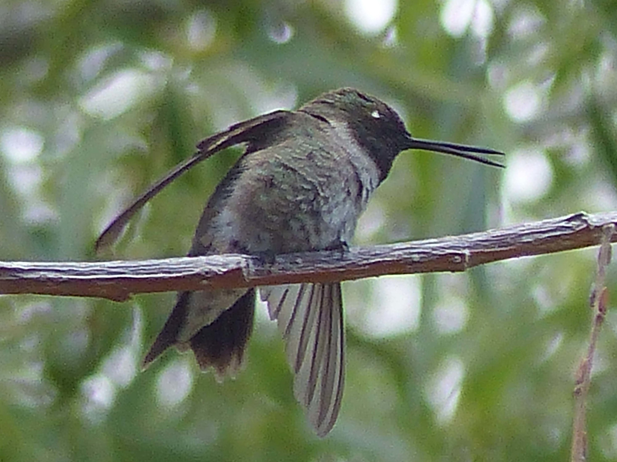 bchbc P1150924 BC Hummer streching.jpg