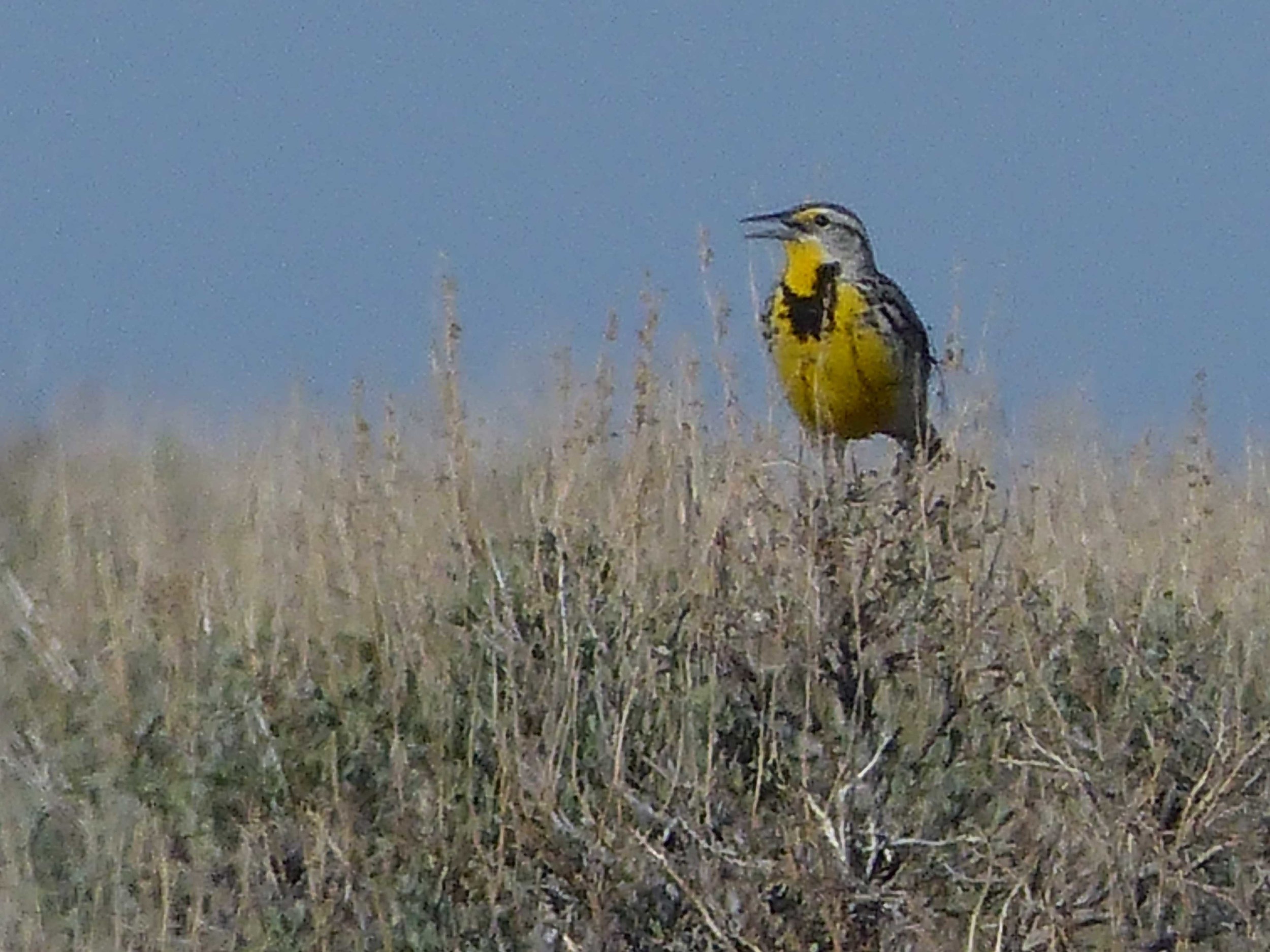 bs P1160001 Western Meadowlark.jpg