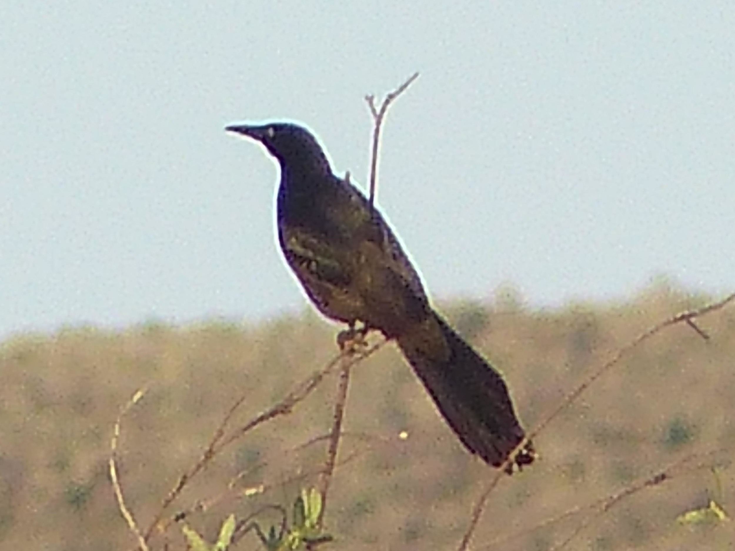 bcb P1160023 GT Grackle.jpg