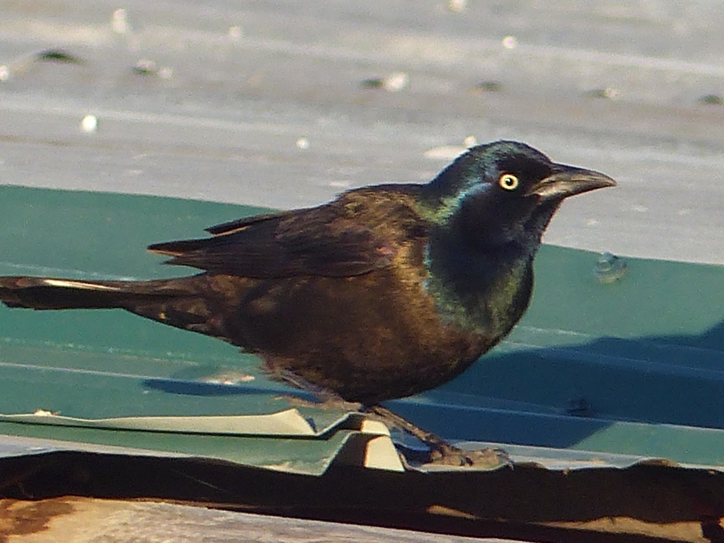 bcb P1160042 Bronzed Grackle.jpg