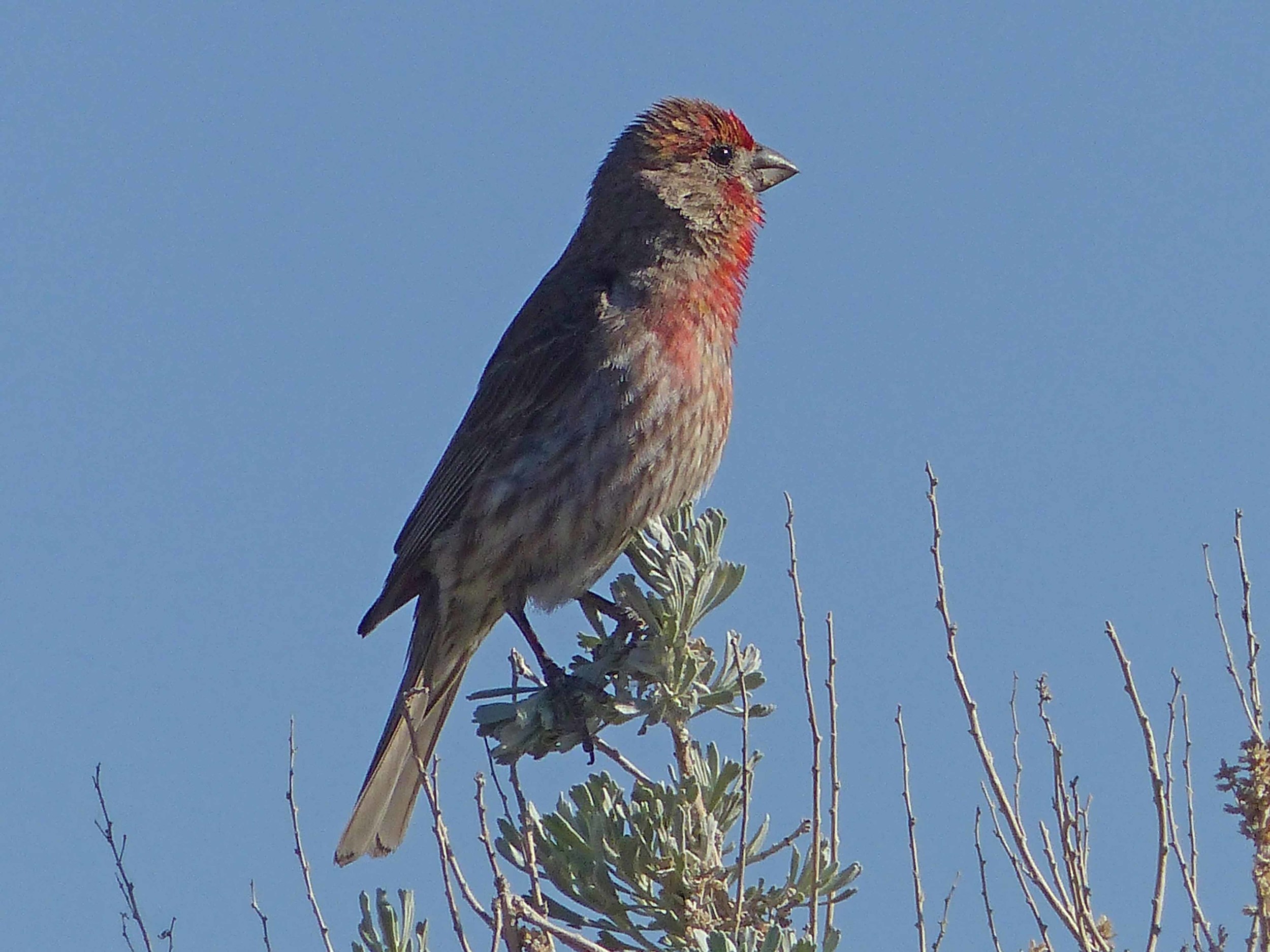 bc P1160064 House Finch.jpg