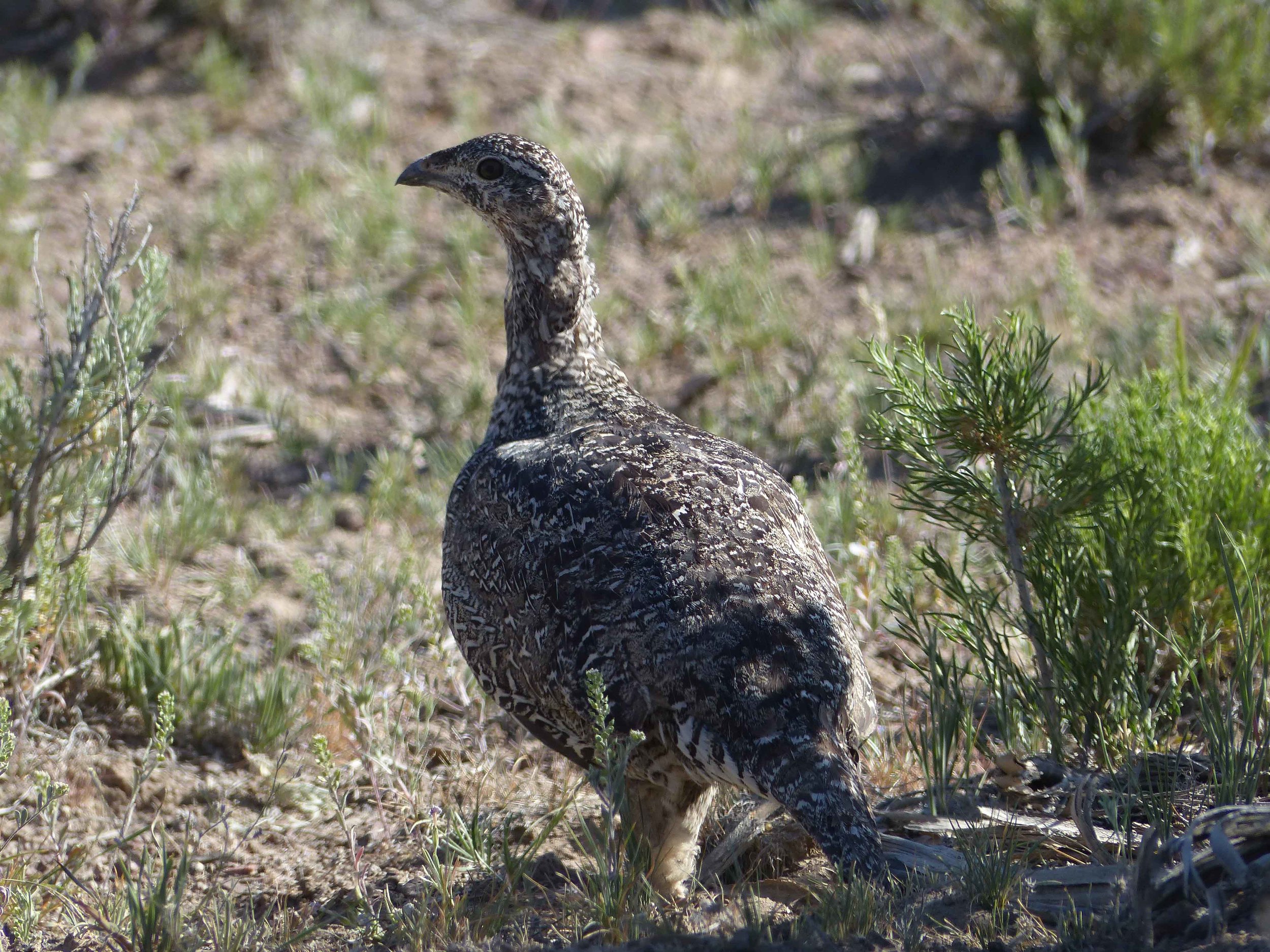 bs P1160080 Sage Grouse.jpg