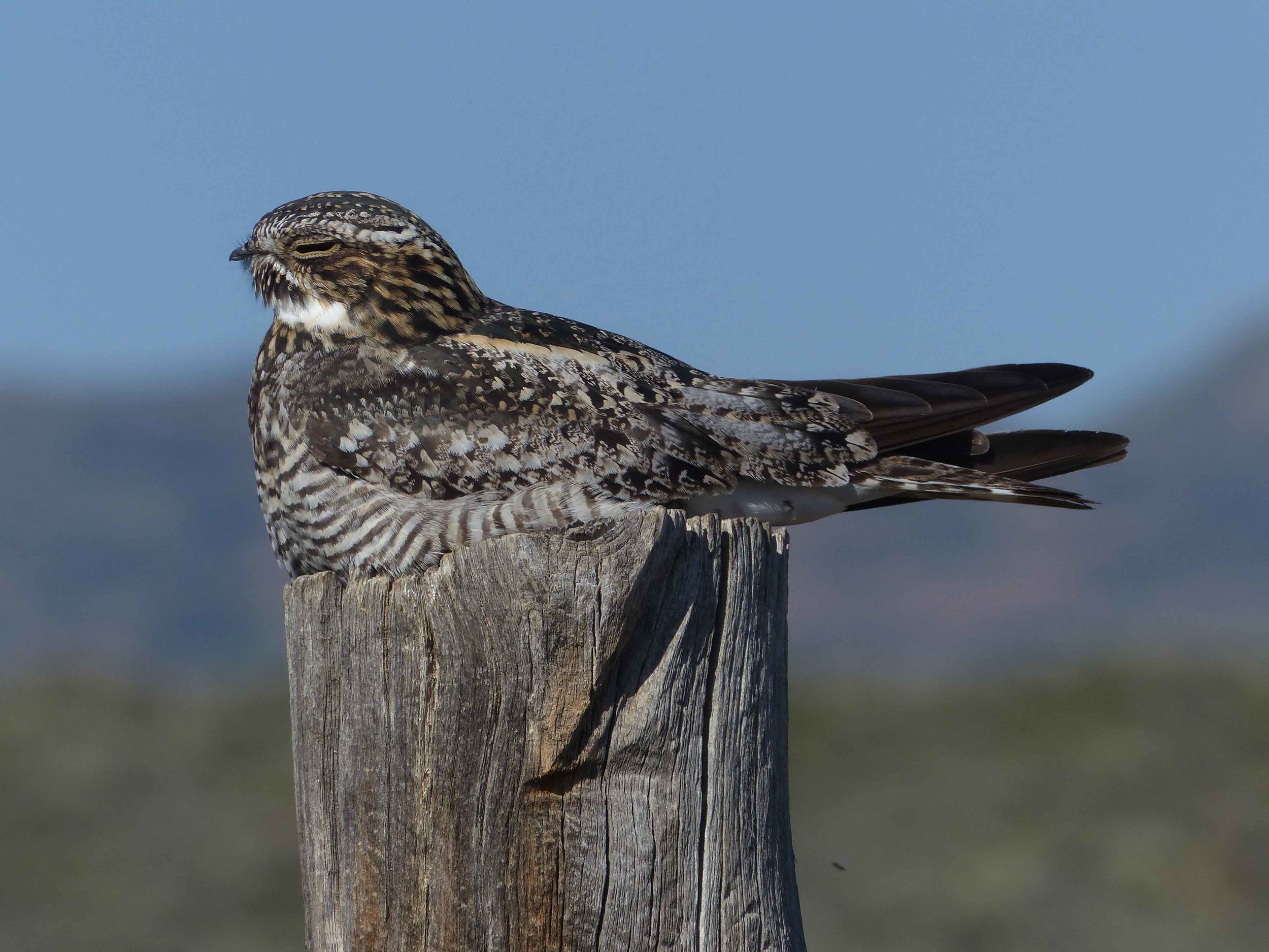 bcn P1160091 Common Nighthawk sitting.jpg