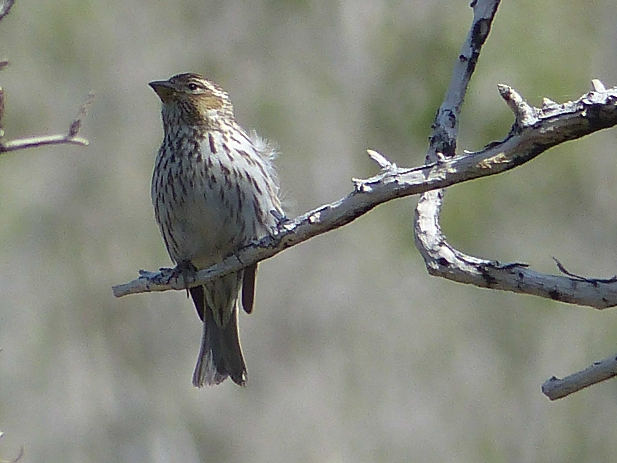 bhm P1160139 Cassins Finch fem.jpg