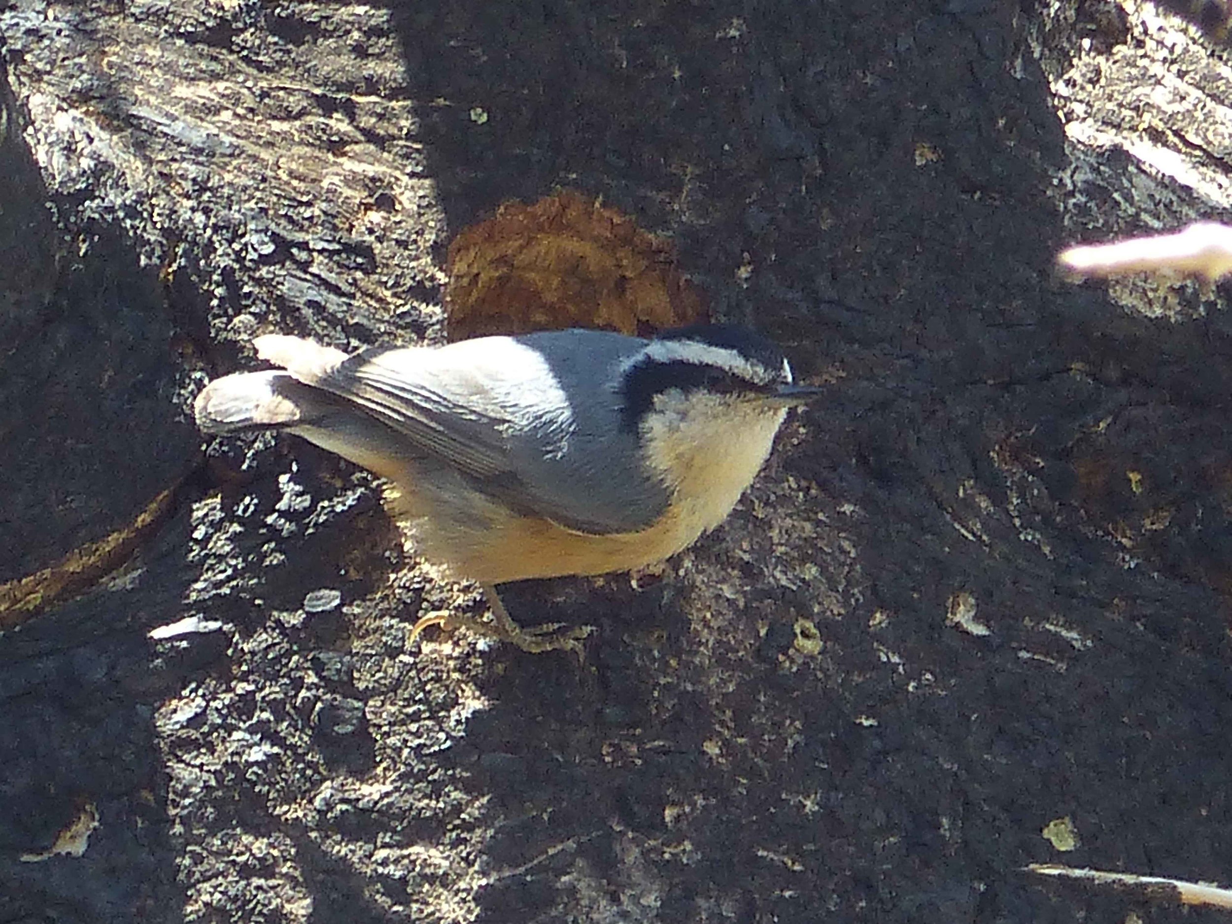 bh P1160162 Redbr nuthatch.jpg